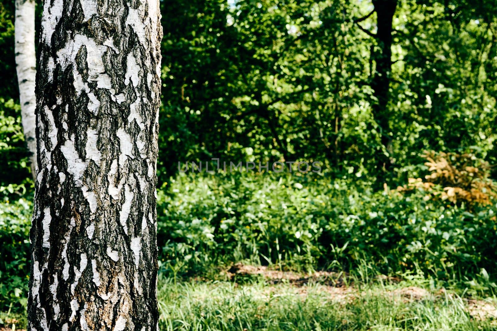 a slender, fast growing tree that has thin bark often peeling and bears catkins. White birch trunk and green forest spring meadow.