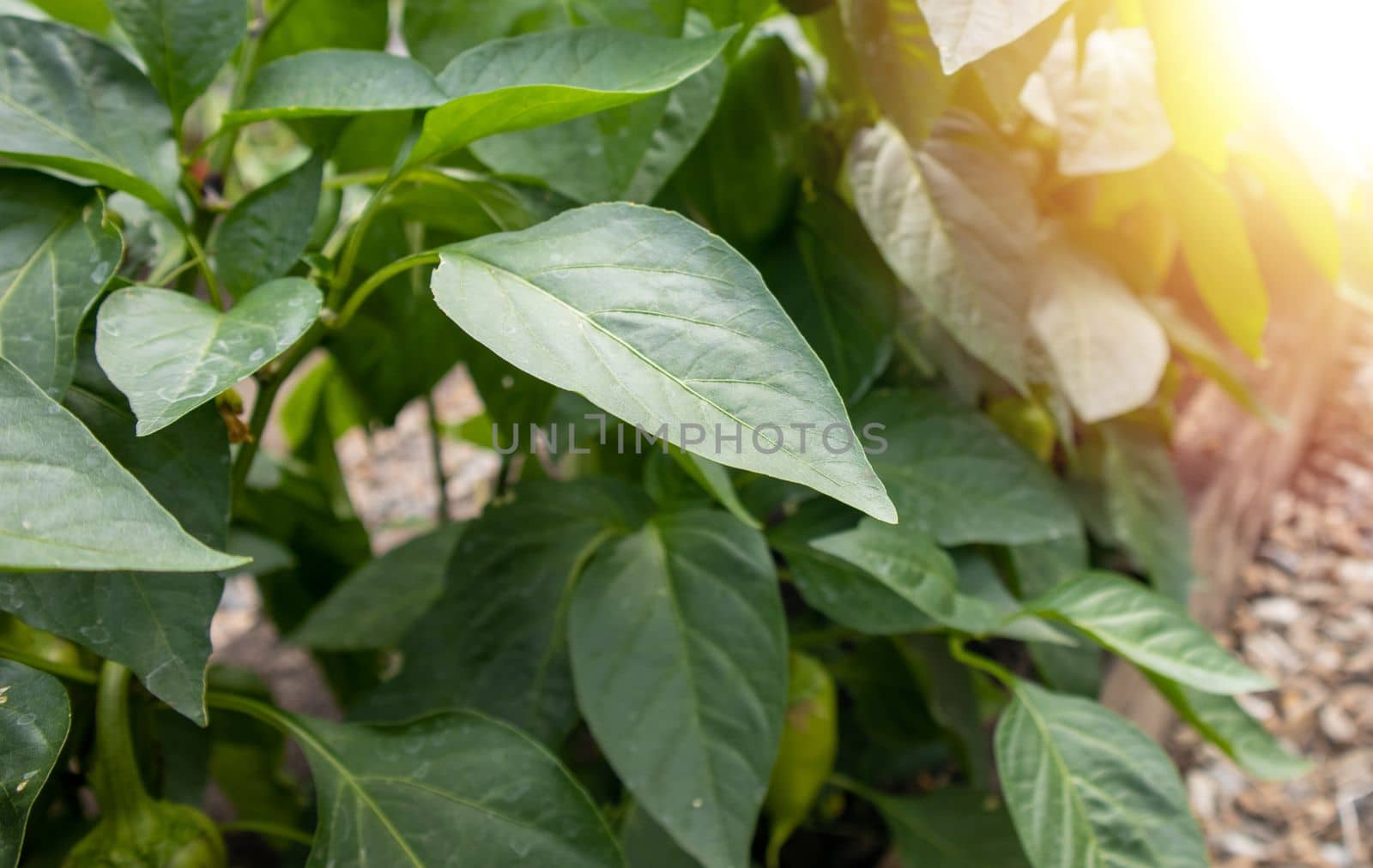 Young pepper plants with green leaves growing in the summer in the garden in the greenhouse. The concept of growing organic vegetables, sun glare and reflections.