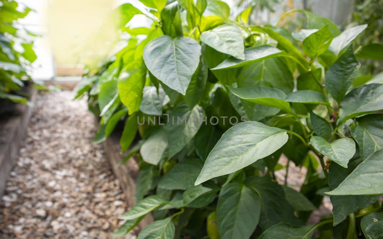Young pepper plants with green leaves growing in the summer in the garden in the greenhouse. The concept of growing organic vegetables, sun glare and reflections.