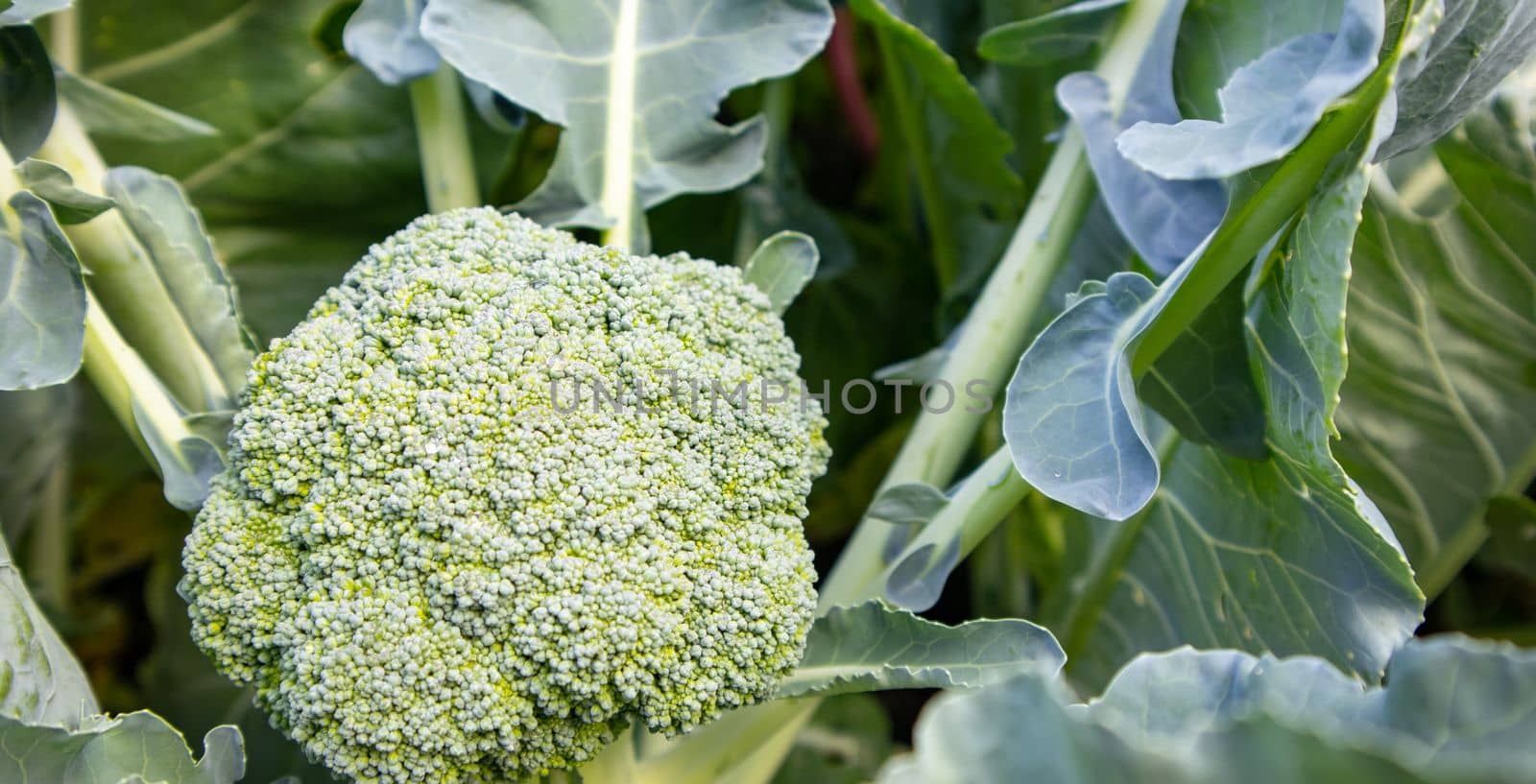 Organic young broccoli plant growing in the garden. Fresh cabbage with leaves. Close-up and top view.