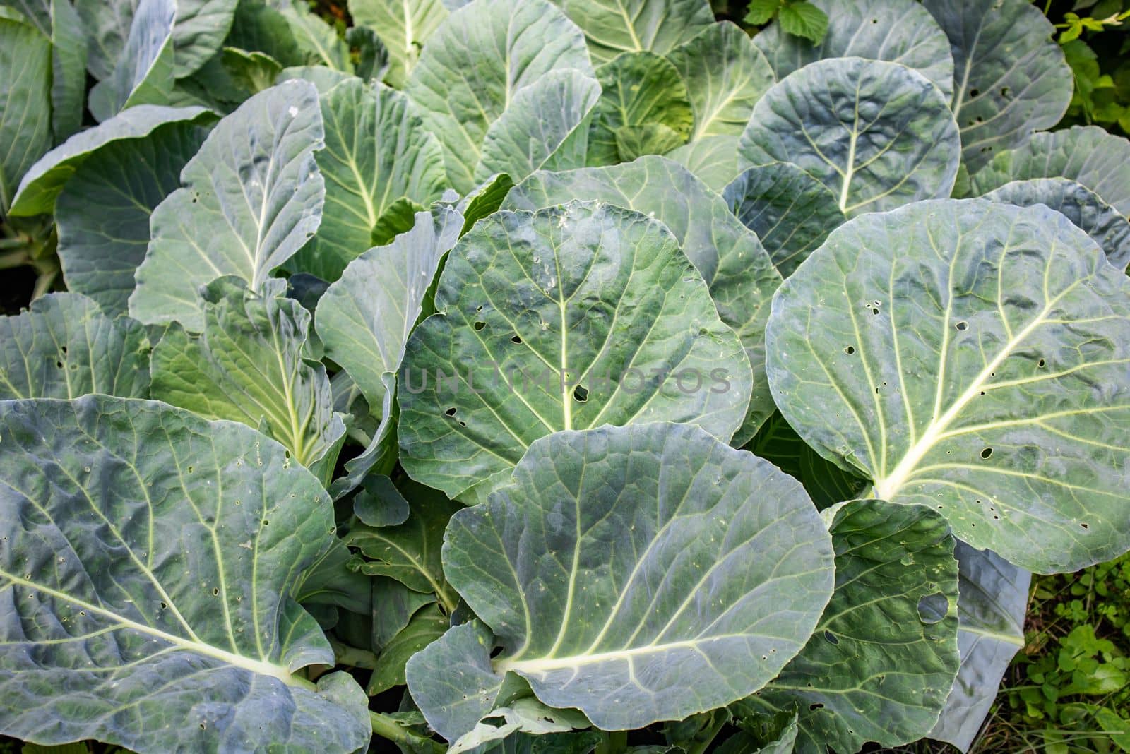 A pile of fresh green cabbage leaves, collected and stacked on the ground, sitting on top, background by claire_lucia