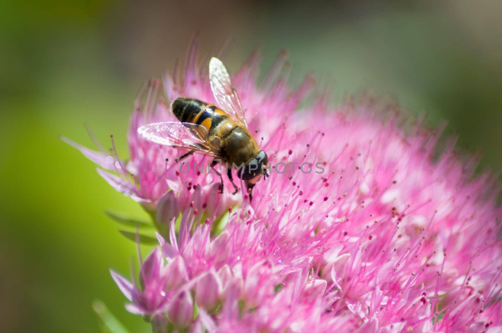 Bee collects nectar on sedum flowers, Close up of the insect, High quality photo