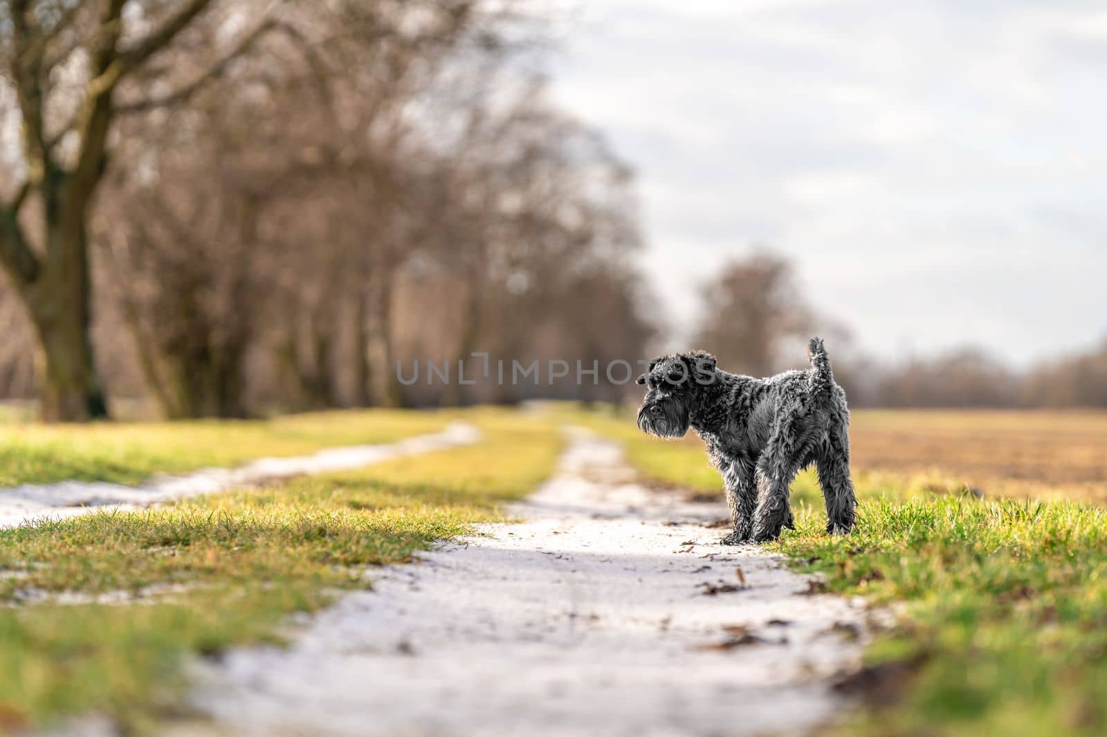 dog on a walk in nature. little black schnauzer. 