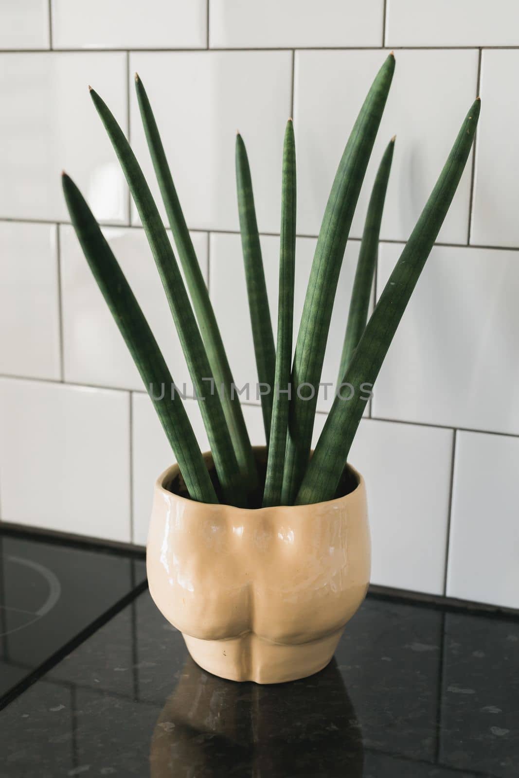 Medium pot with green leaves on wooden floor - home plant concept by Satura86