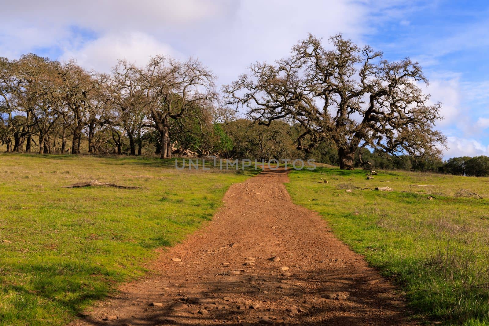 Dirt trail through oak trees in Marin County, California. High quality photo