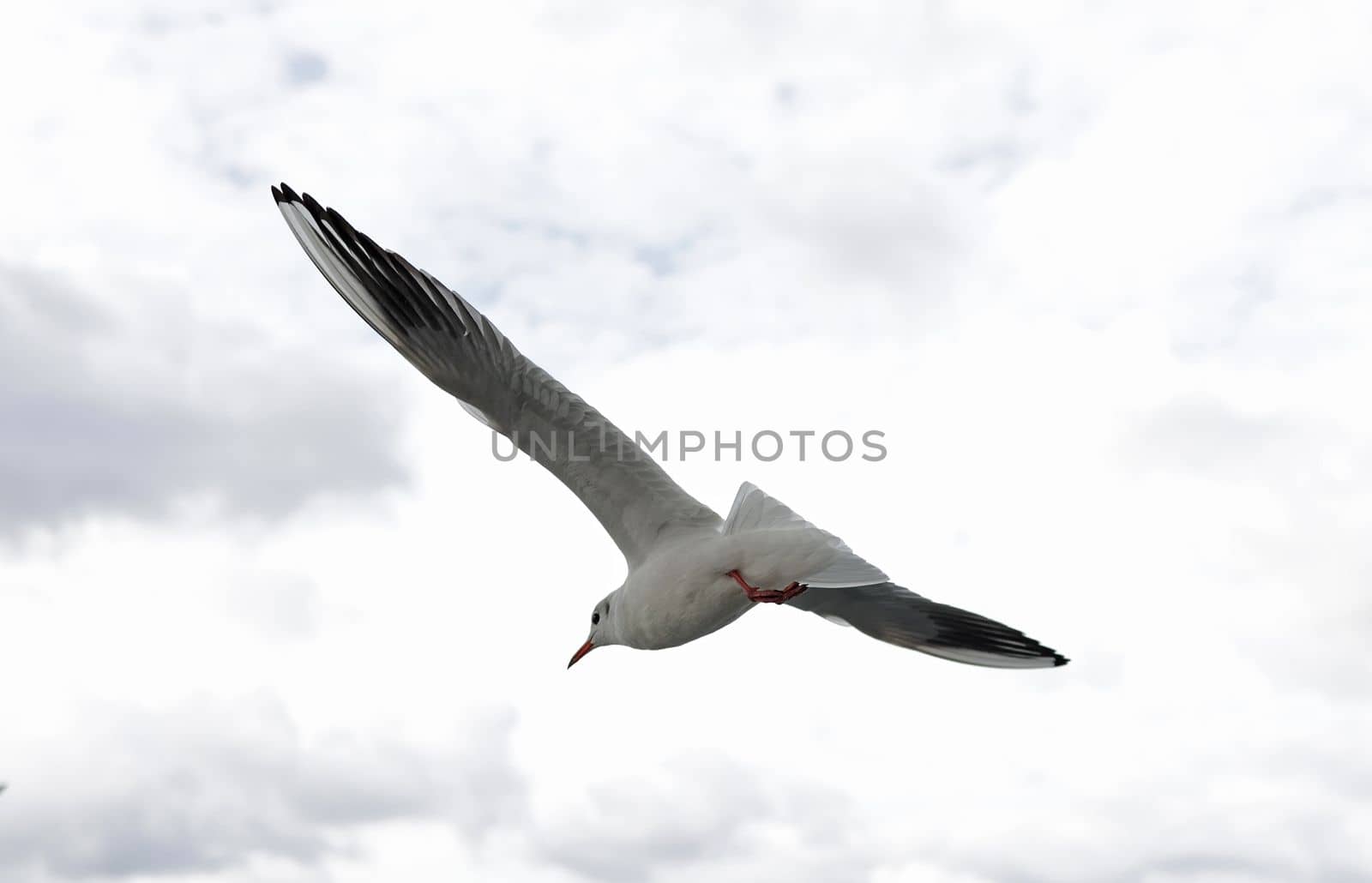 flying seagull with spread wings against a cloudy sky by Proxima13