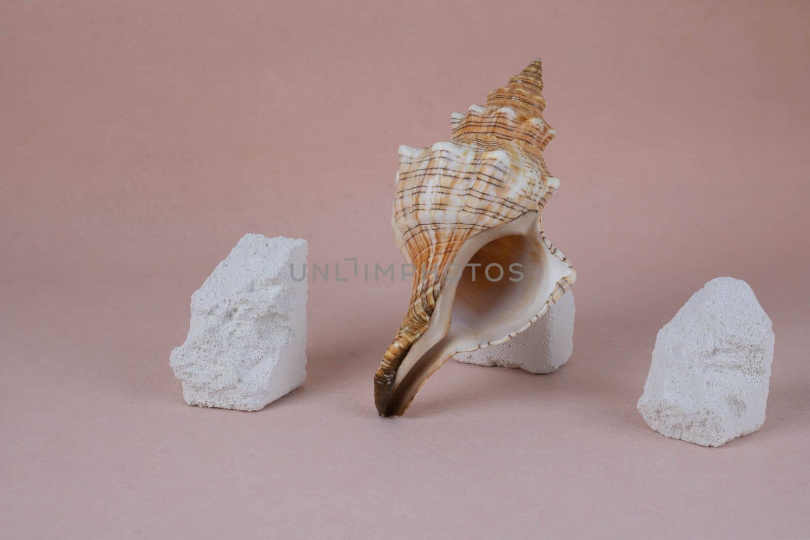 A large shell and white fragments of stones on a pink background.