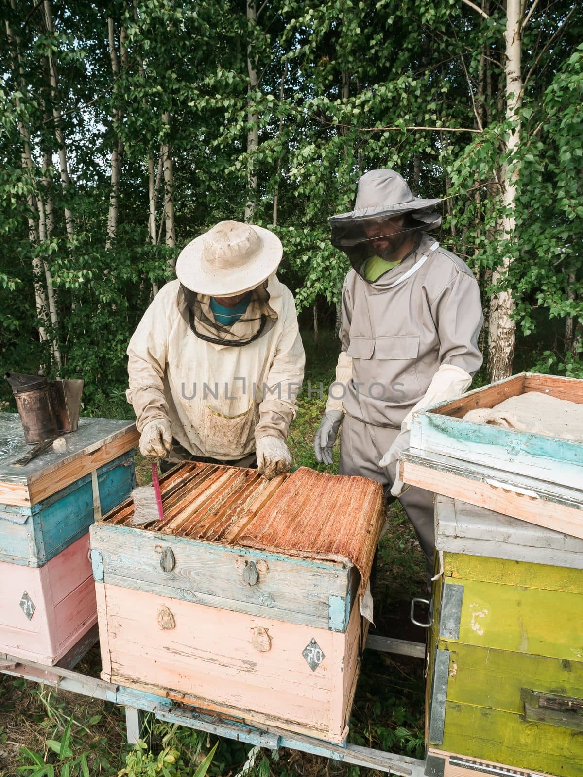 Beekeeper working in his apiary on a bee farm, beekeeping