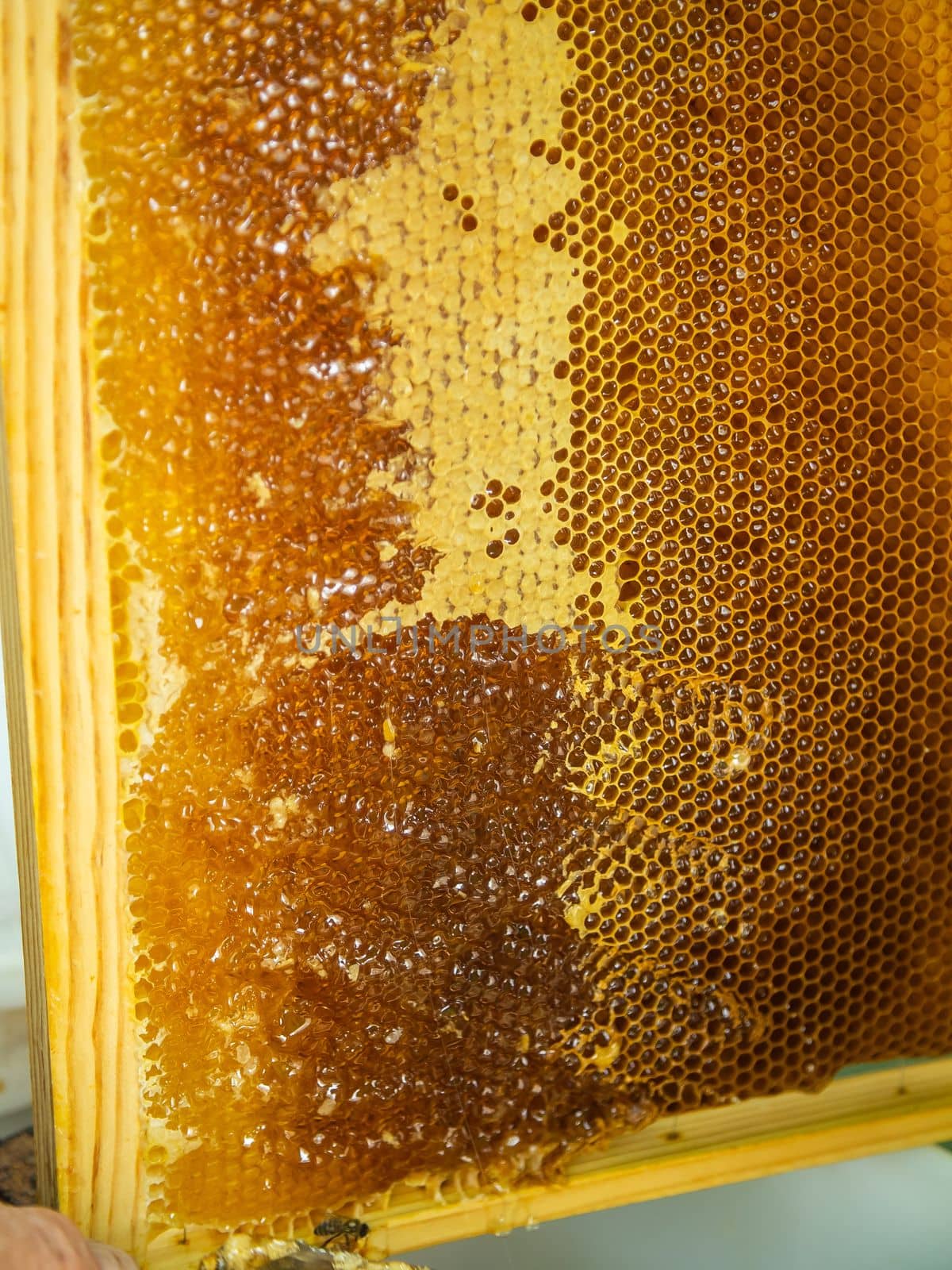 Beekeeper cuts the wax from the honey frame with a knife. Pumping out honey. Honey sealed by bees. Beekeeping and eco apiary in nature and fresh honey by Satura86