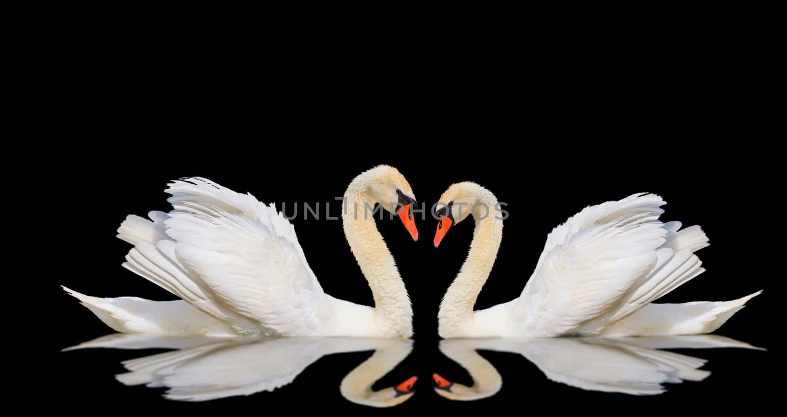 swans with reflection isolated on black background, love symbol