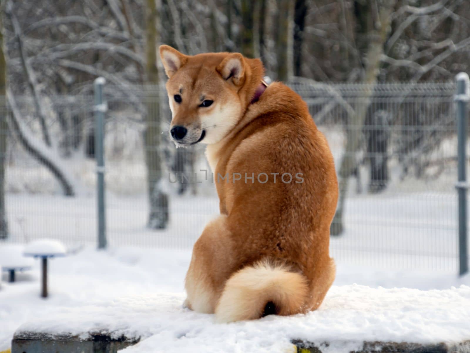 Japanese red coat dog is in winter forest. Portrait of beautiful Shiba inu male standing in the forest on the snow and trees background. High quality photo. Walk in winter