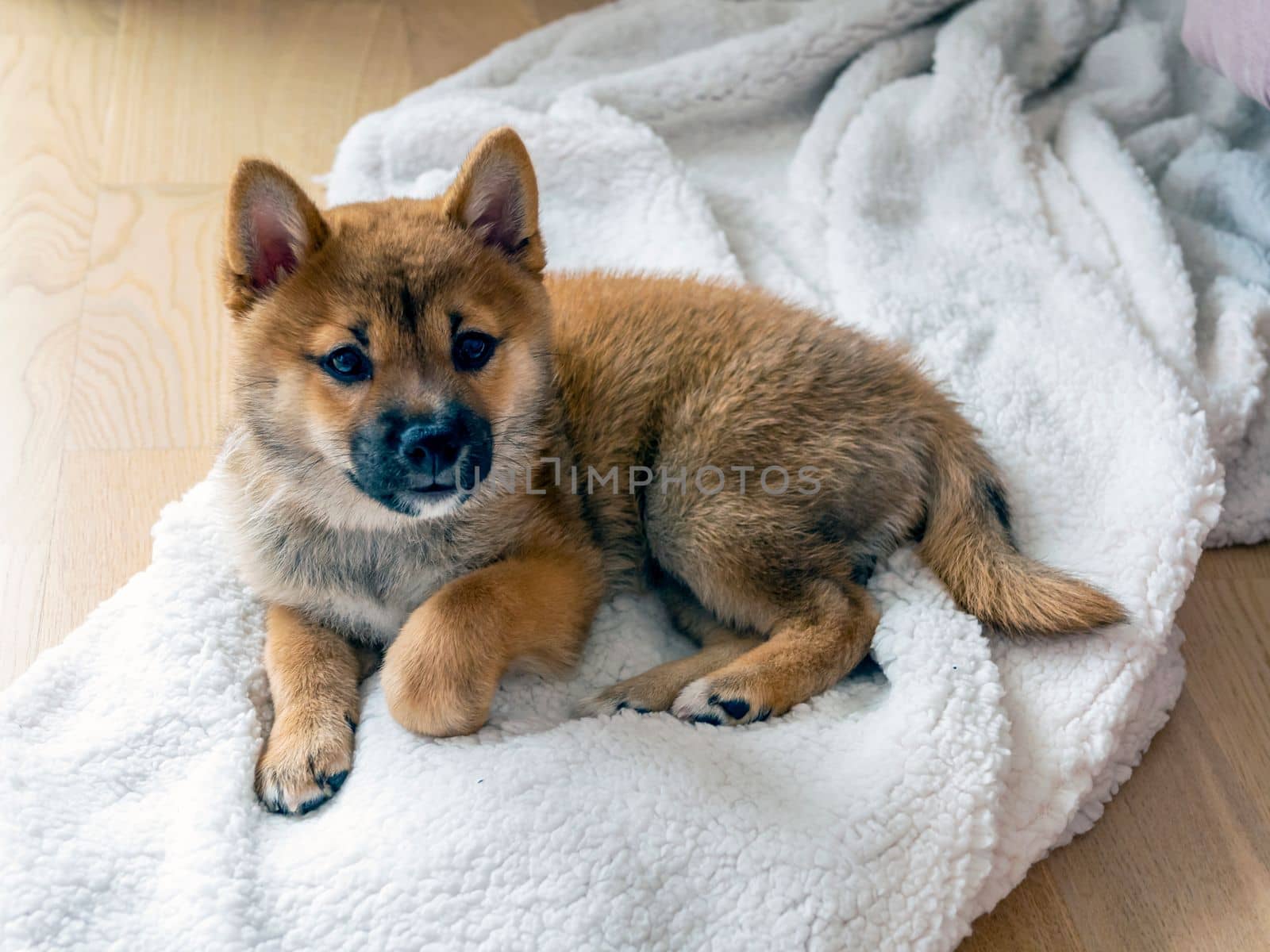 Portrait of cute Shiba Inu small dog, puppy, Close up. Dogecoin. Red-haired Japanese dog smile portrait. Illuminating color, cryptocurrency, electronic money. High quality photo