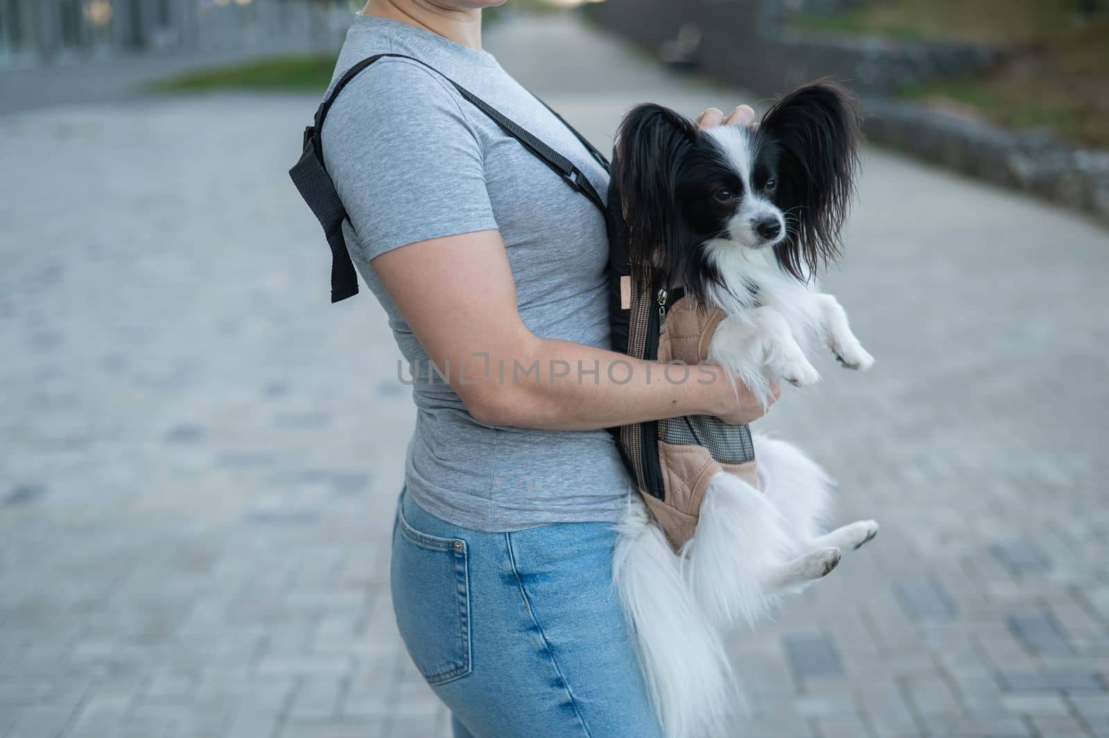 A woman walks with a dog in a backpack. A close-up portrait of a Continental Pappilion Spaniel in a sling