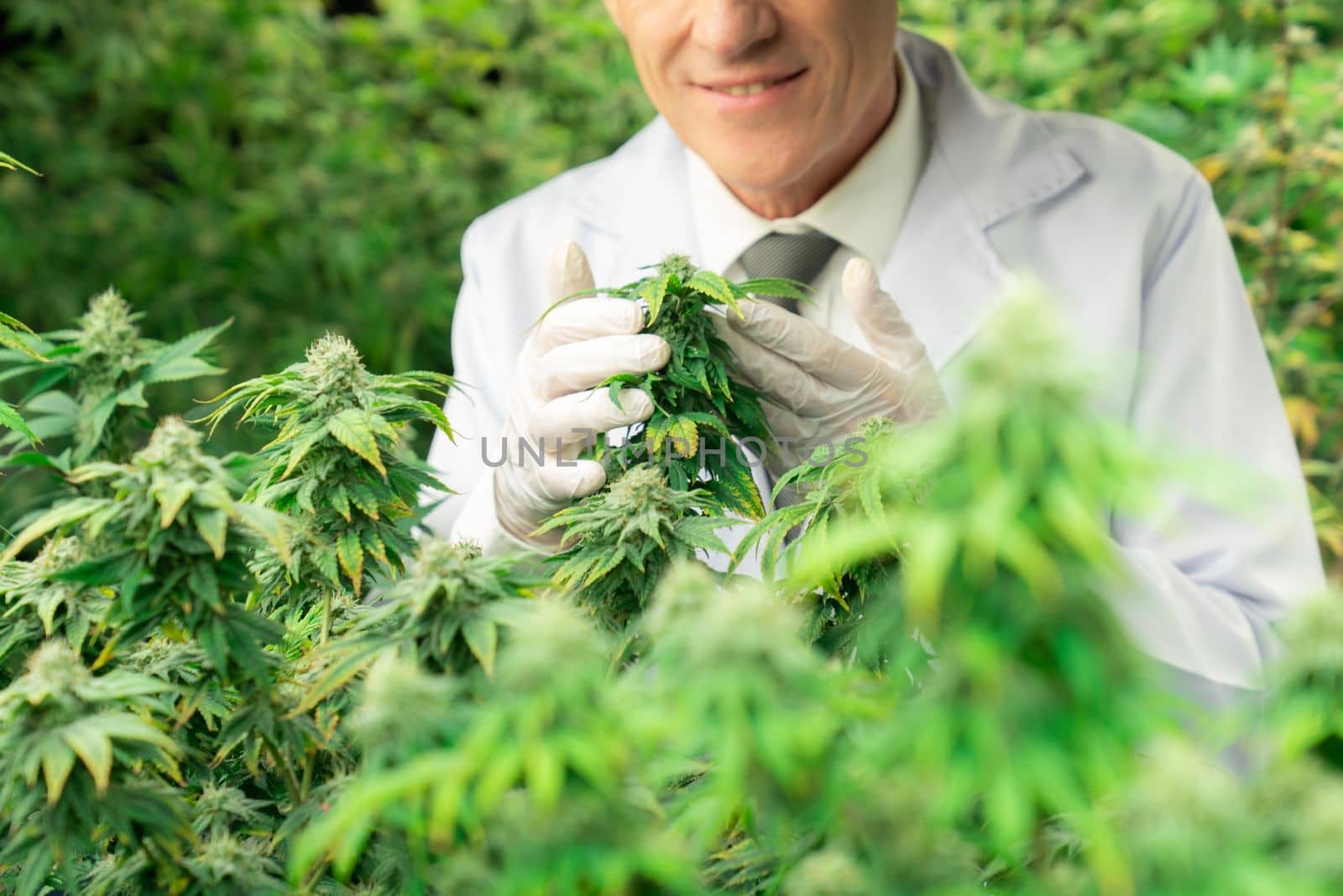A male scientist inspects the gratifying leaves of cannabis plant. Researcher working on cannabis inspection in grow facility cannabis farm for medicinal cannabis products for medical purposes.