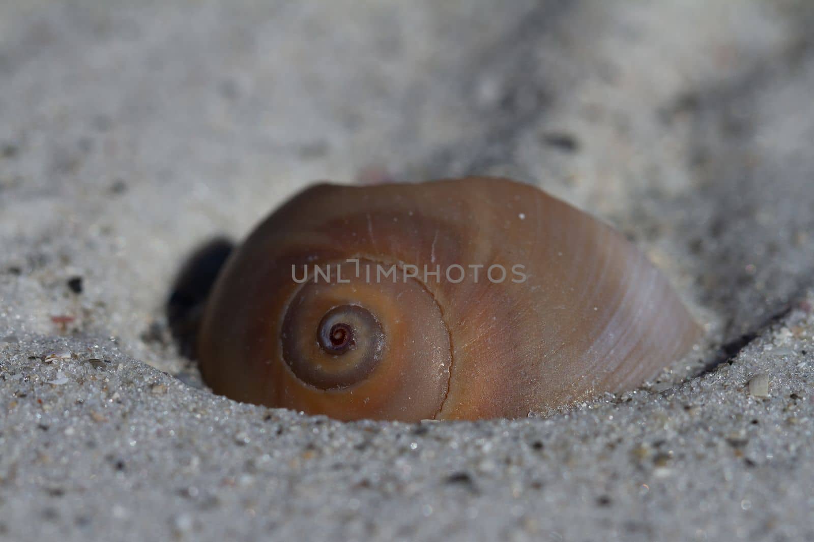 Close-up of a shark eye seashell, Neverita duplicata, found partially covered with sand, near Naples Florida by Granchinho