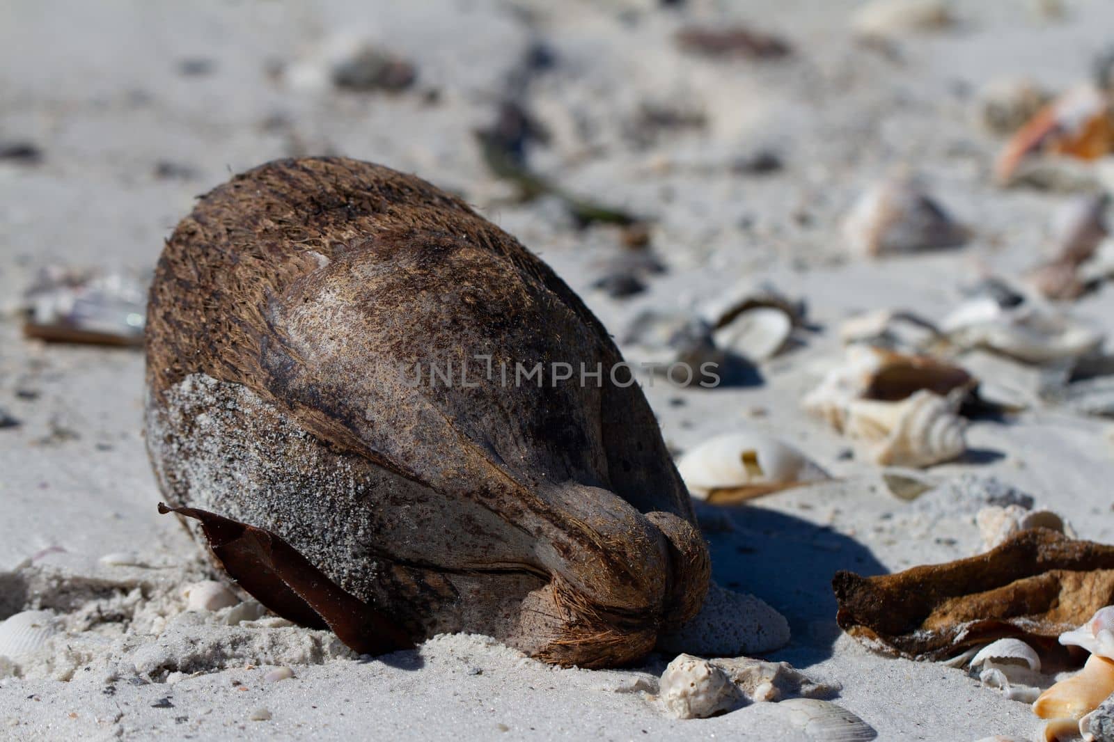 Old coconut shell found on the beach, near Naples Florida by Granchinho