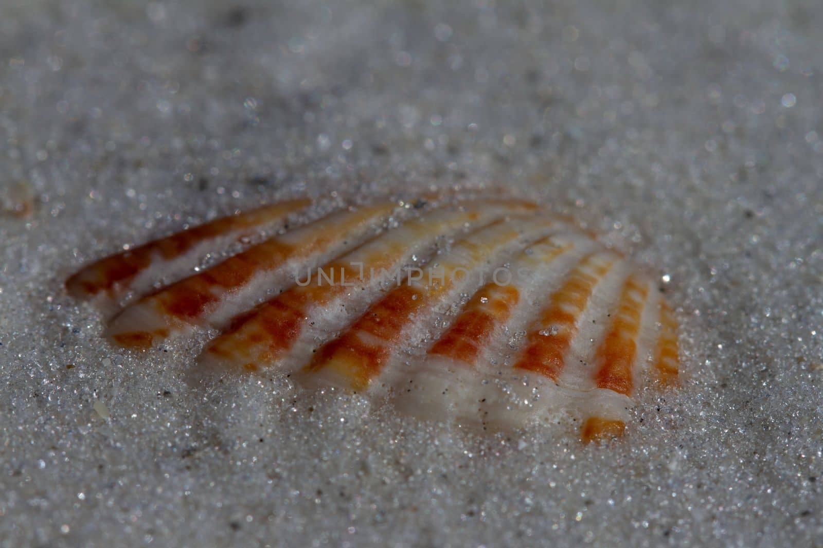 Close-up of an Atlantic Giant Cockle shell, Dinocardium robustum, found buried in sand near Naples, Florida, United States