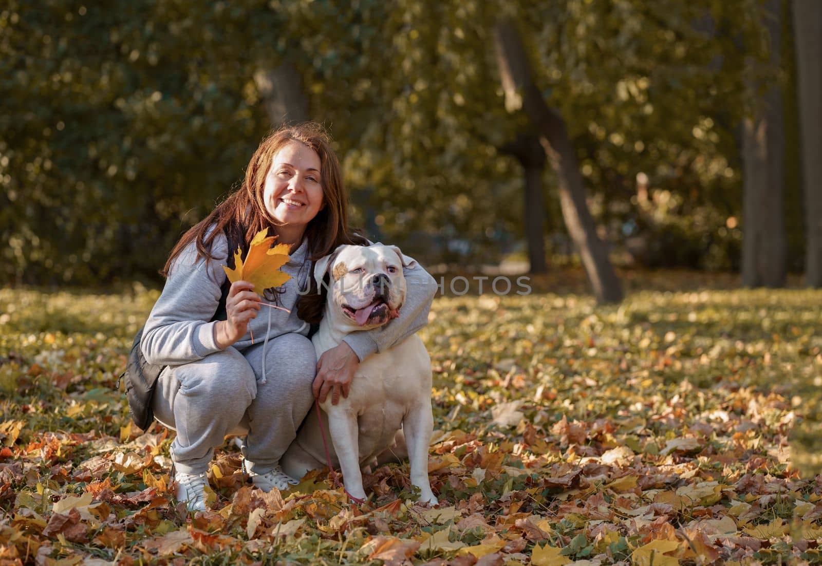 the dog plays with the mistress in the park. Close-up of a woman in a jacket and an American bulldog dog playing among the yellow autumn leaves in the park by aprilphoto