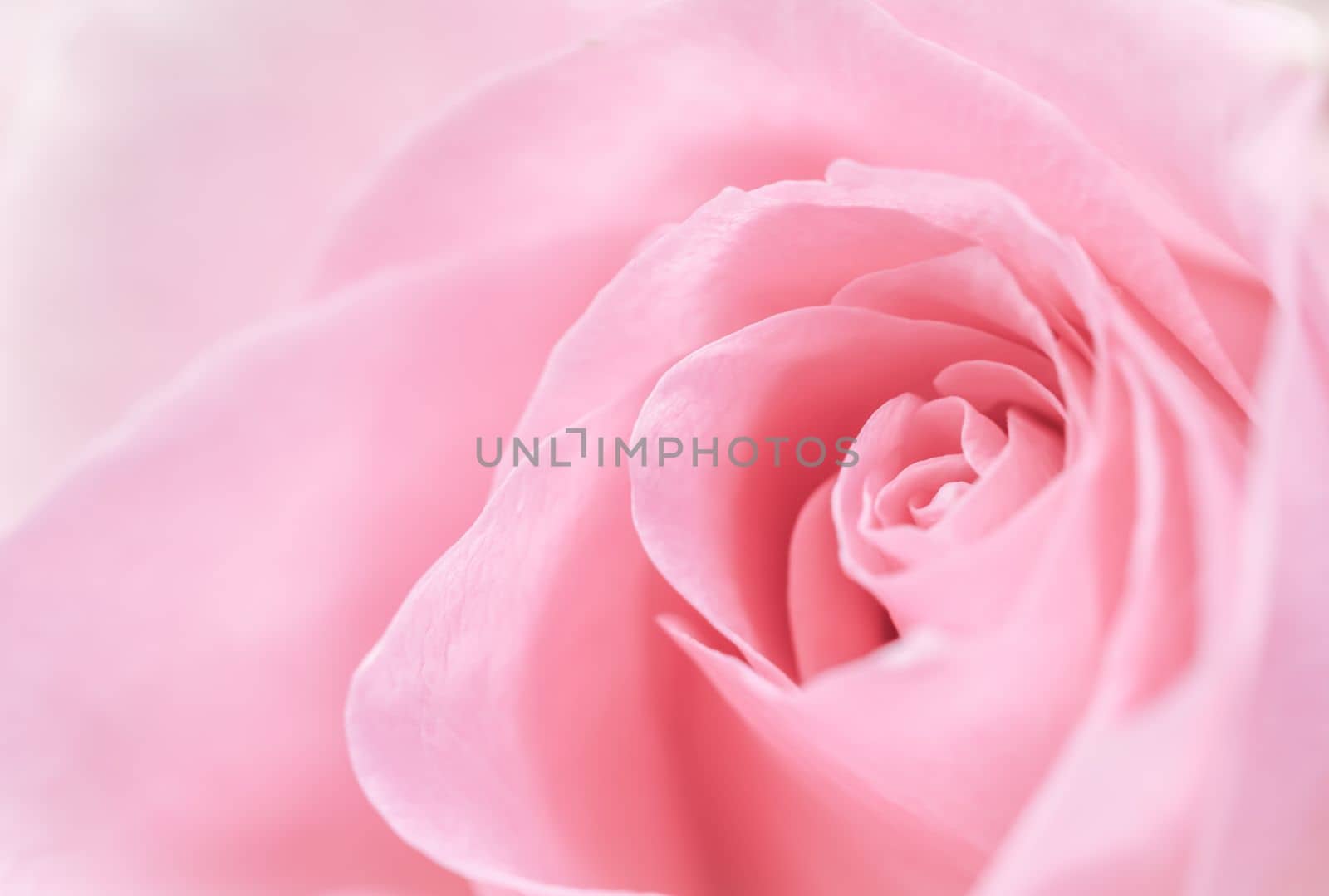 Pink rose flower. Macro flowers background for holiday brand design. Soft focus