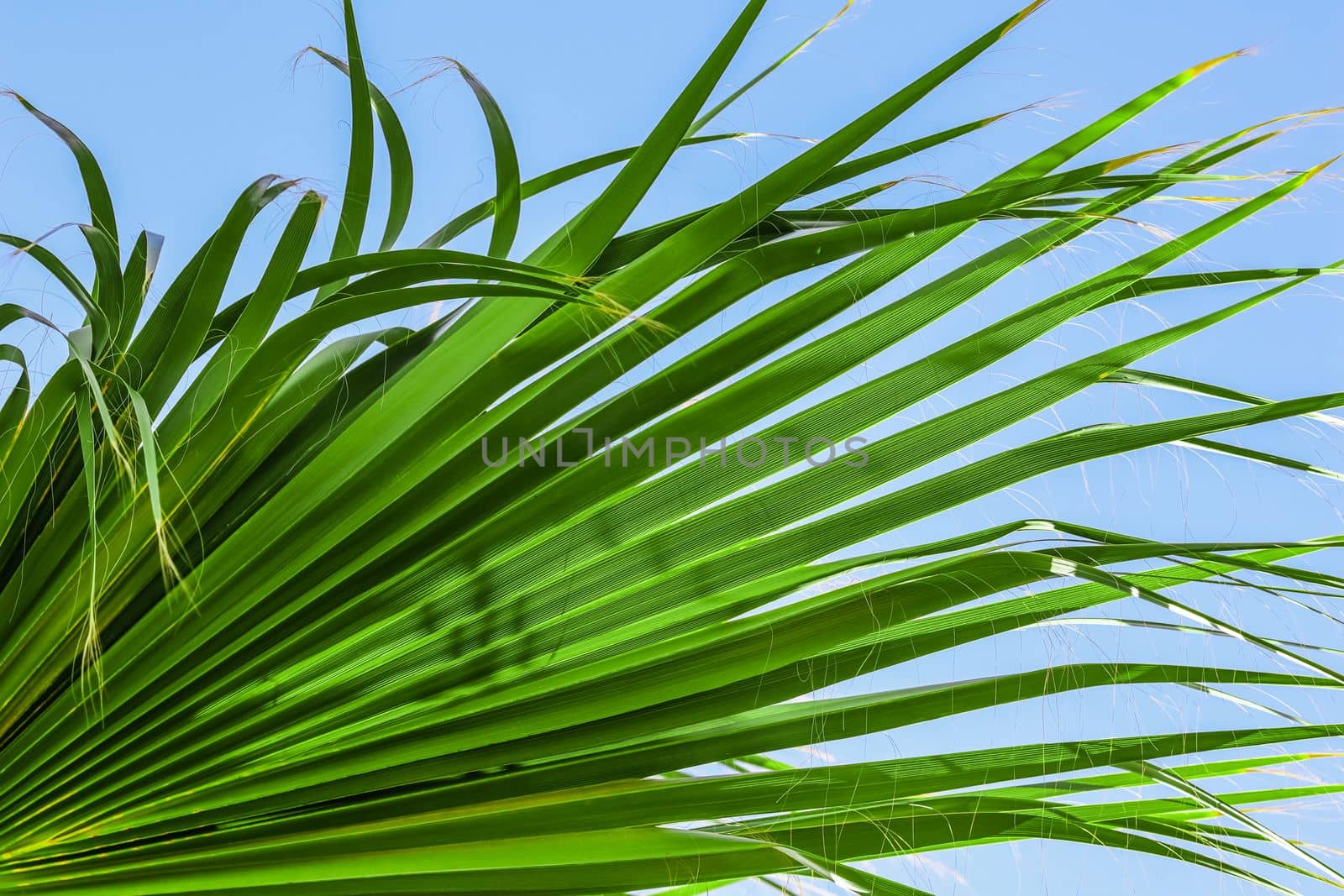 Palm leaf texture on blue sky background. High quality photo