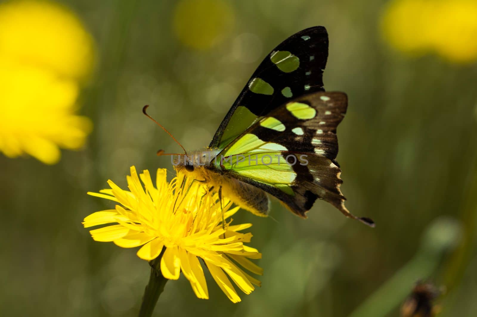 A stunning macro shot of a vibrant, green Macleay's swallowtail butterfly perched on a yellow dandelion flower. Perfect for use in advertising, editorial content, or as wall art for nature lovers.
