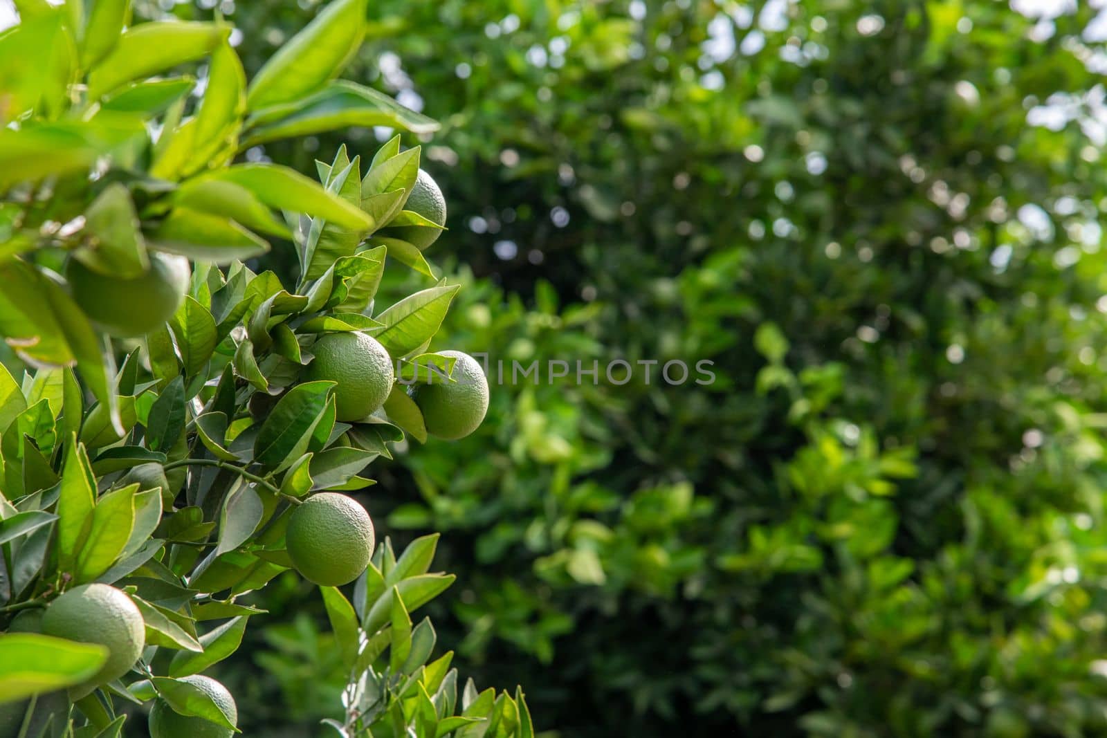 Unripe oranges on an orange tree branch on a sunny day by Sonat