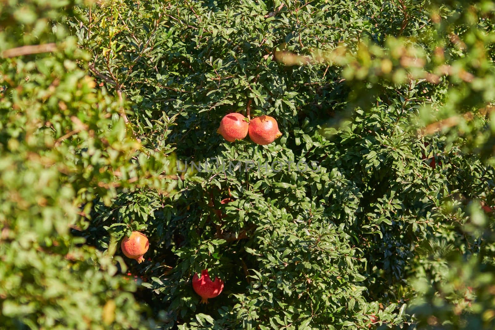 Organic pomegranate hanging on a tree branch on a sunny day by Sonat