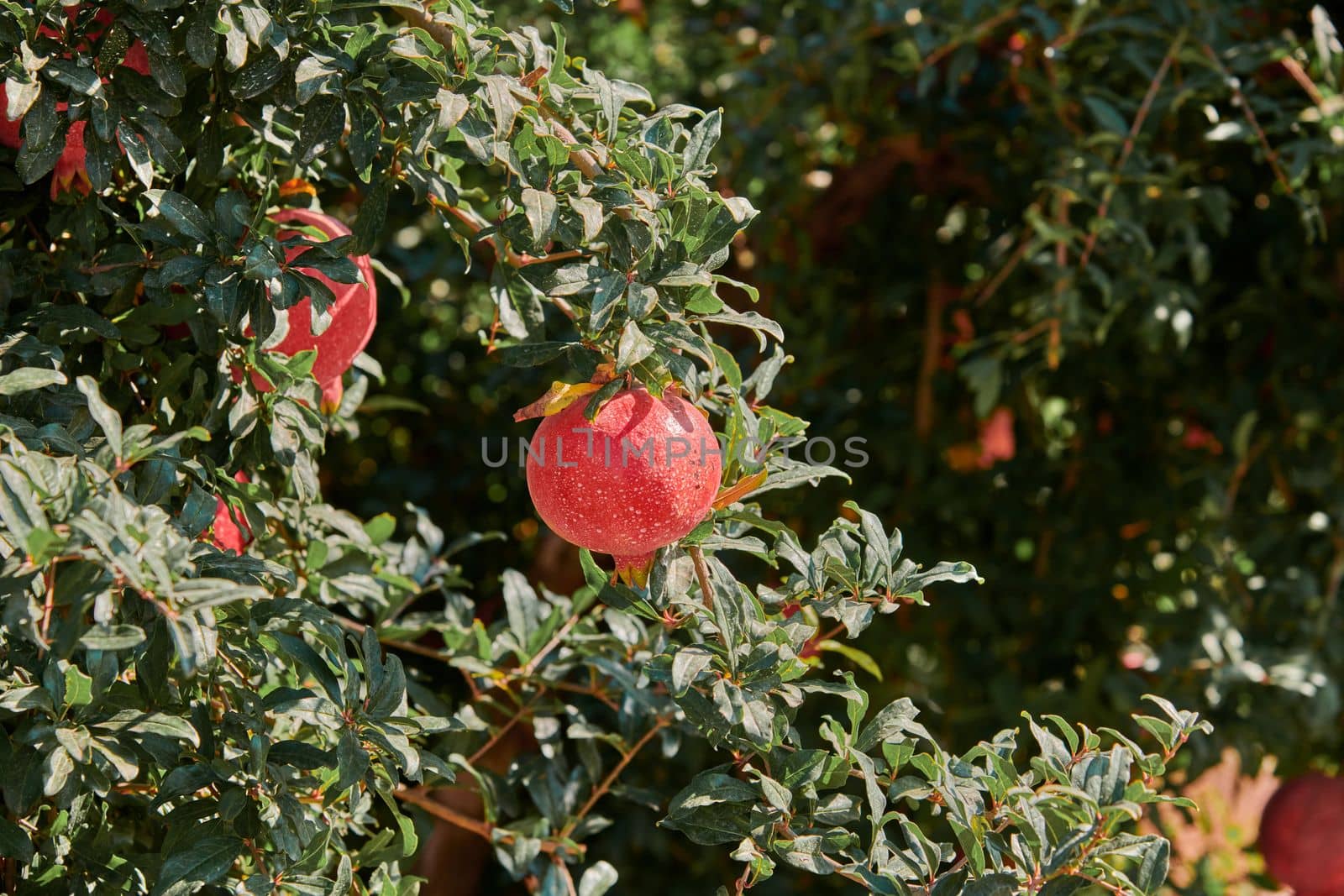 Organic pomegranate hanging on a tree branch on a sunny day by Sonat