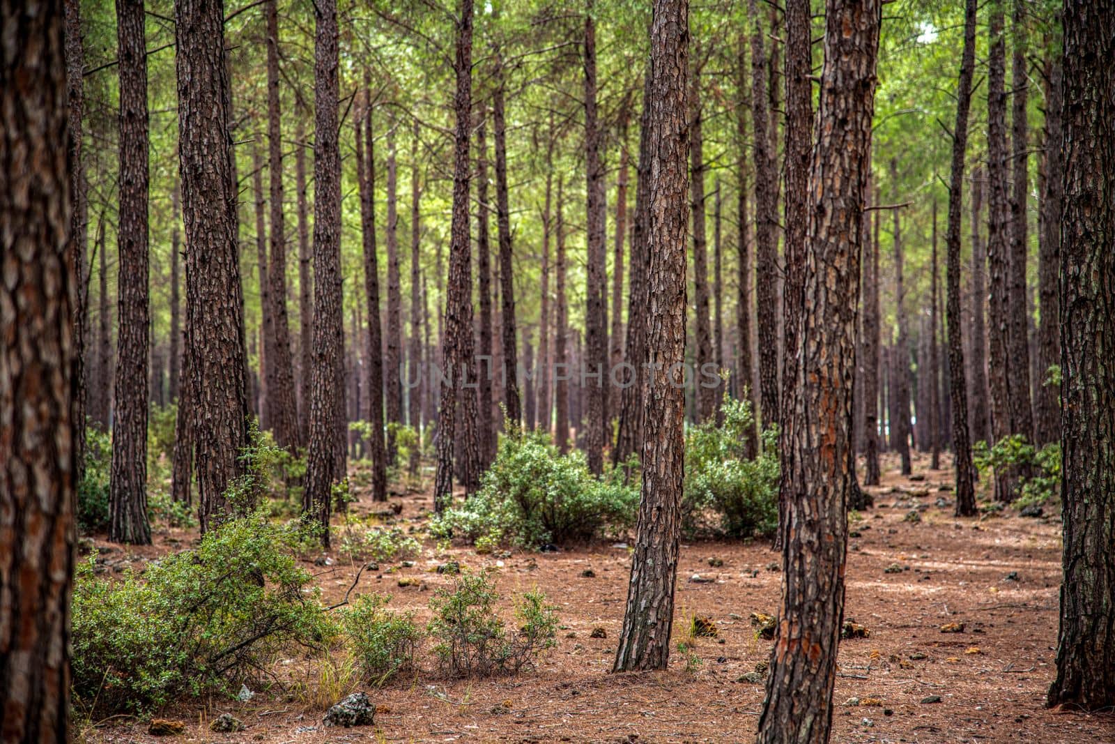 Sunset view of forest focused on single tree in pine tree forest in autumn. selective focus