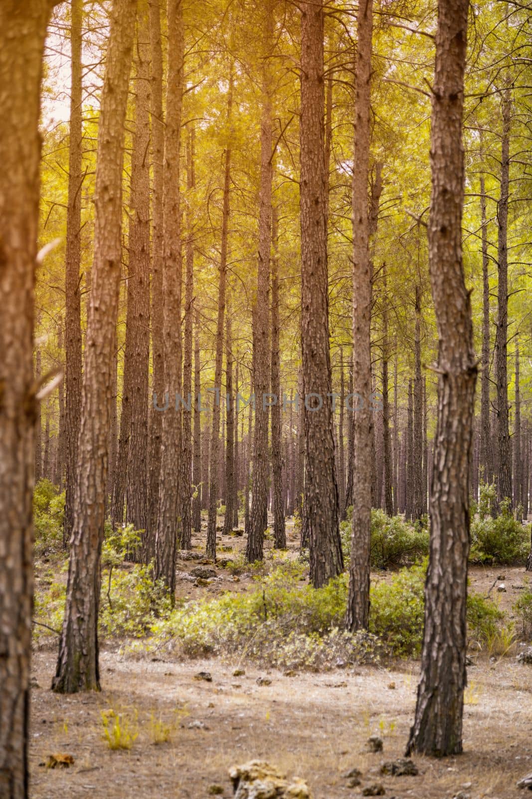 Sunset view of forest focused on single tree in pine tree forest in autumn. selective focus by Sonat