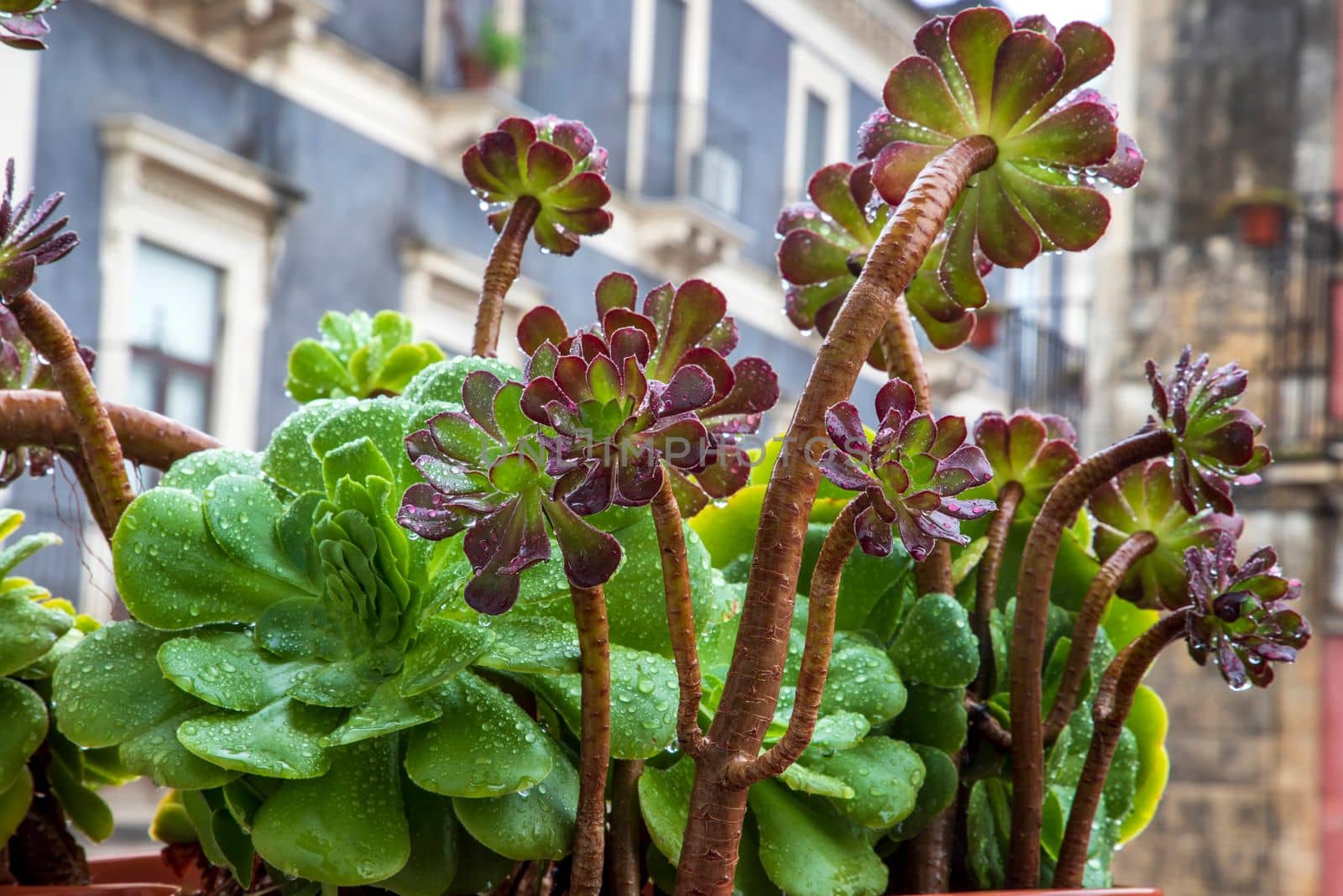 Many beautiful succulent plants on a rainy day.  
