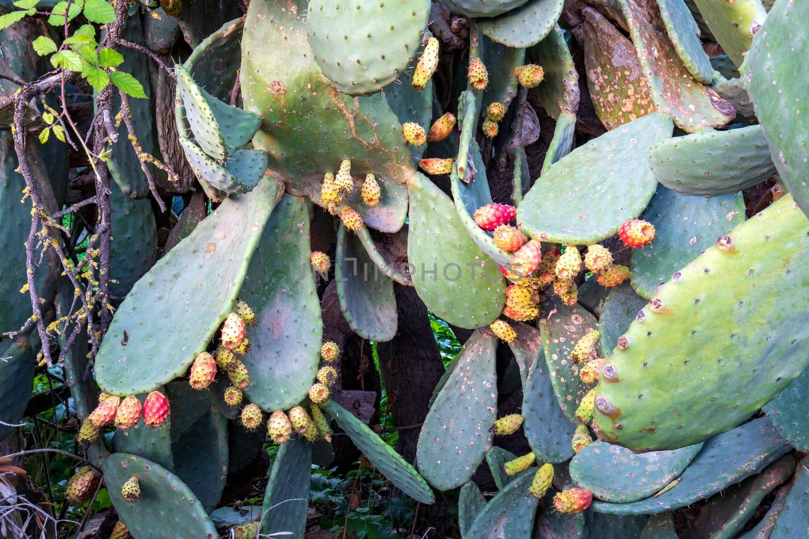 Wild cactus with many flowers. Close up