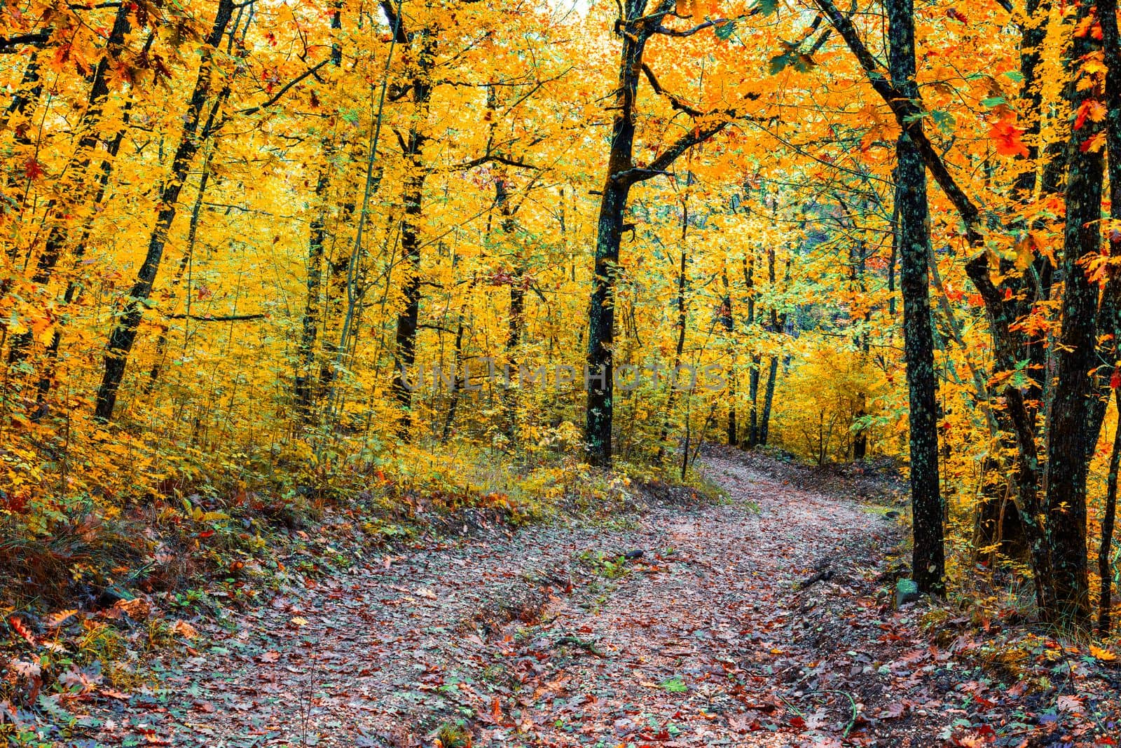 Autumn scenery. Beautiful gold falls in the forest. Beautiful scene in a yellow autumn forest.