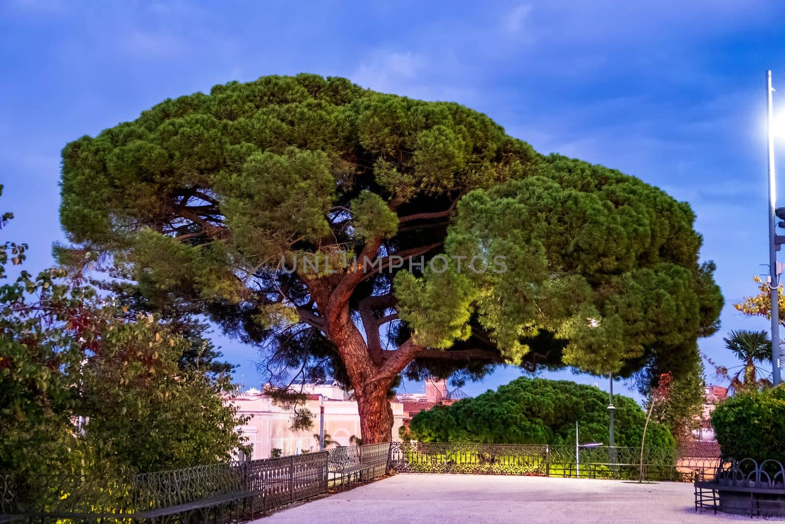 The big tree at Bellini Garden in Catania, Italy, Sicily