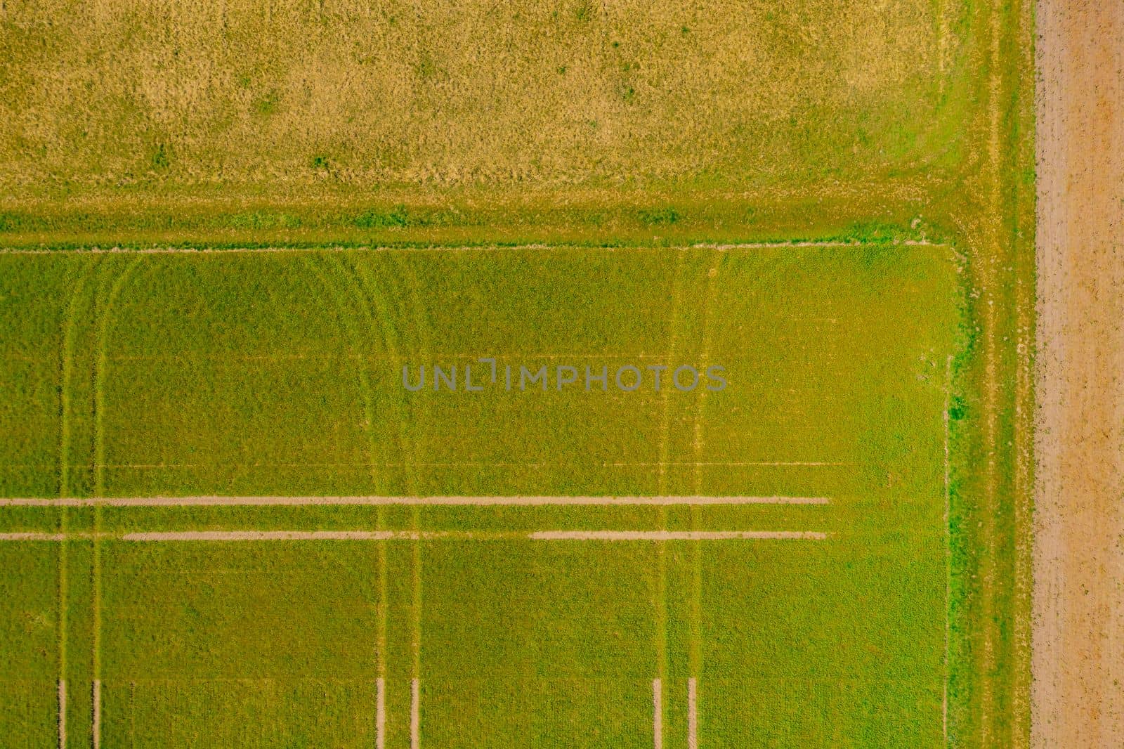 Green fields of an agricultural farm with tractor tracks in spring seen directly from above