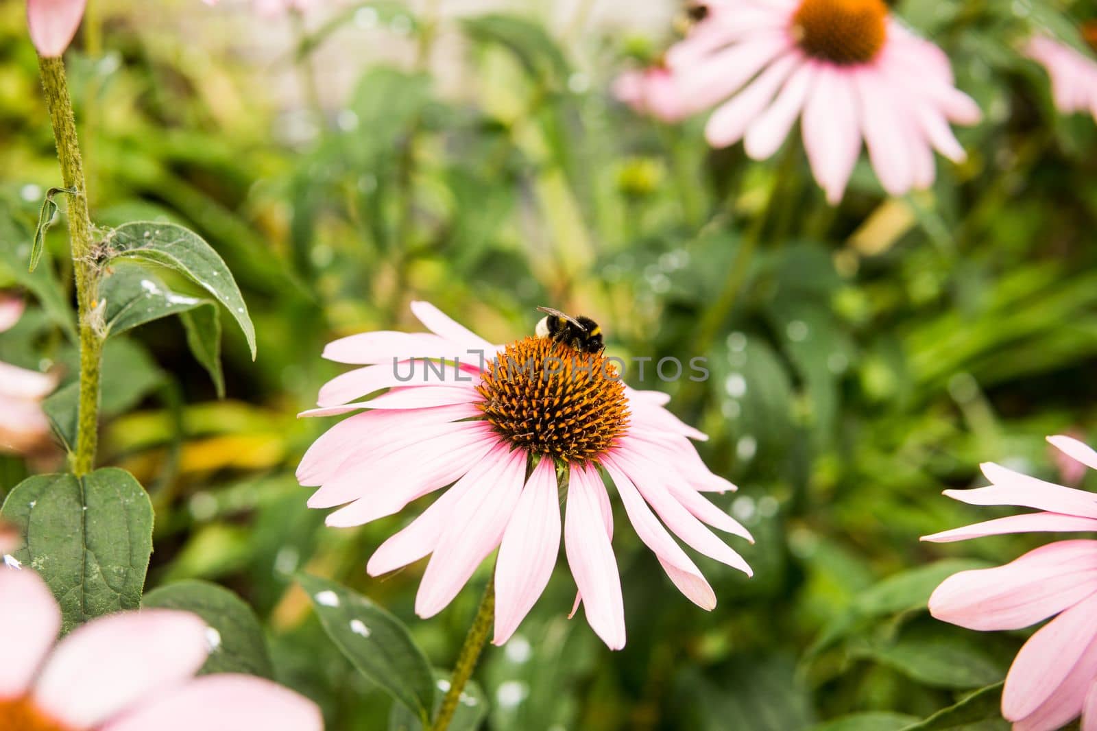 Beautiful daisies growing in the garden. Gardening concept, close-up. The flower is pollinated by a bumblebee. by Annu1tochka