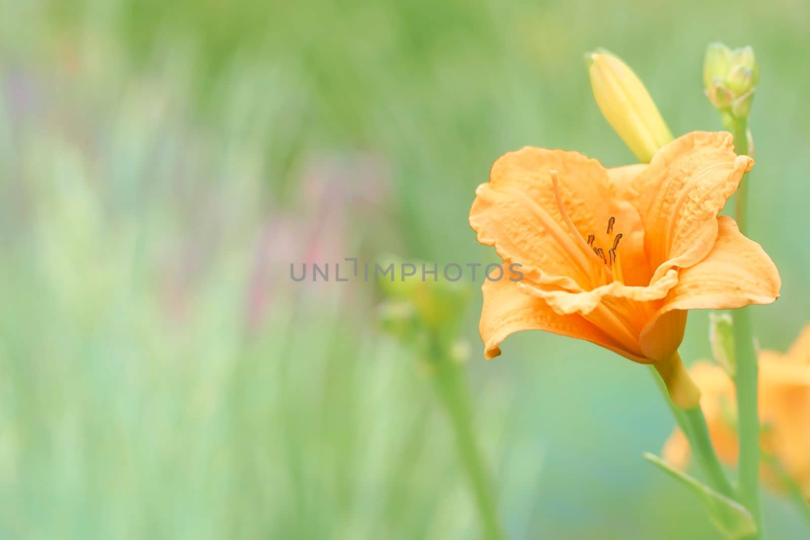 Delicate orange yellow flower gladiolus on a pale green background by jovani68
