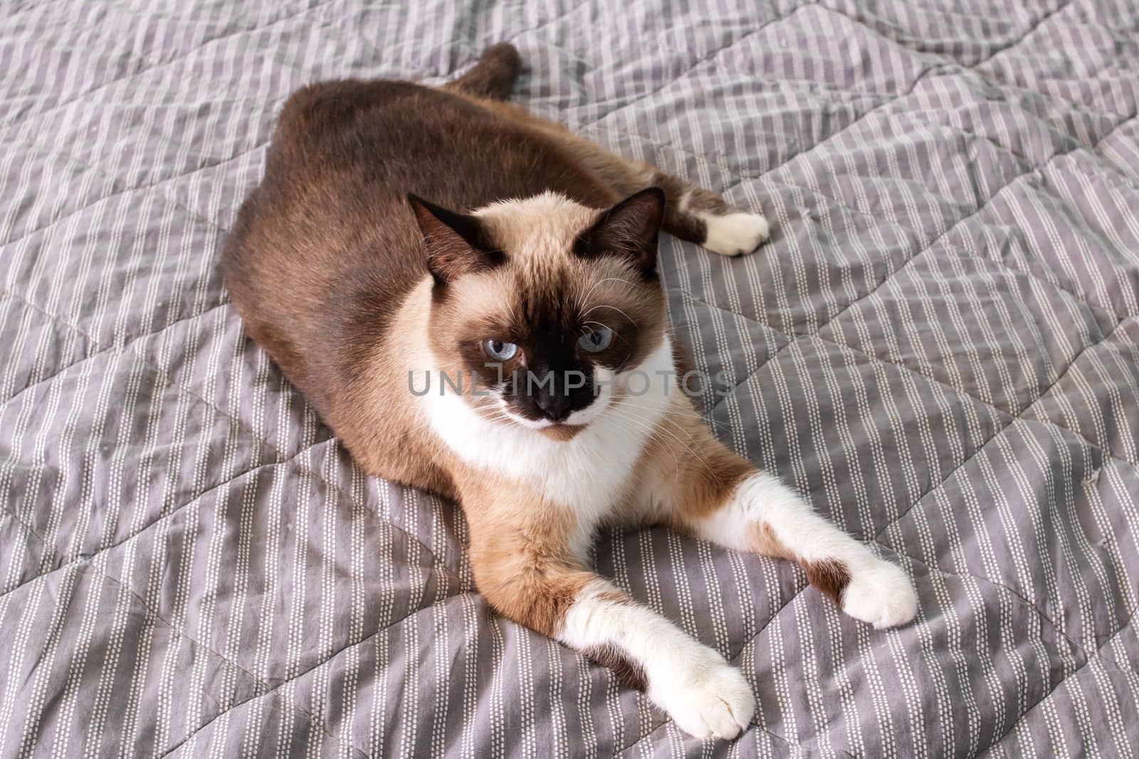 Gray cat with blue eyes lying on the bed close up