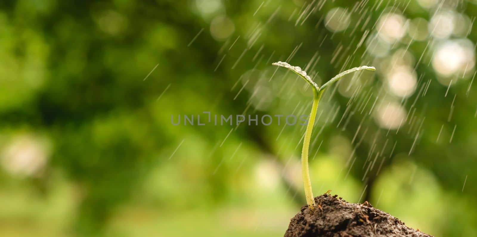 Spray drops water plant sprout soil plant seedling sprout. Watering seedling growing sprout. Young plant earth environment day earth garden background growth green garden rain drop green seedling soil by synel