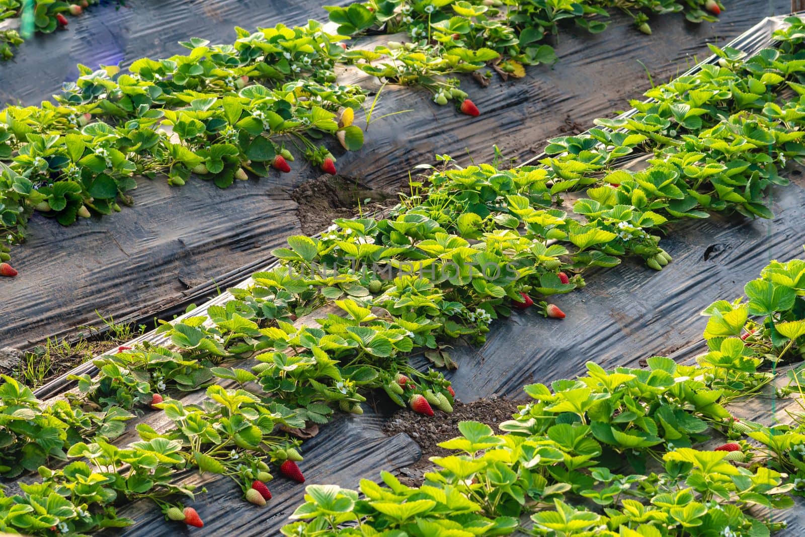Organic strawberries grown in greenhouse in winter