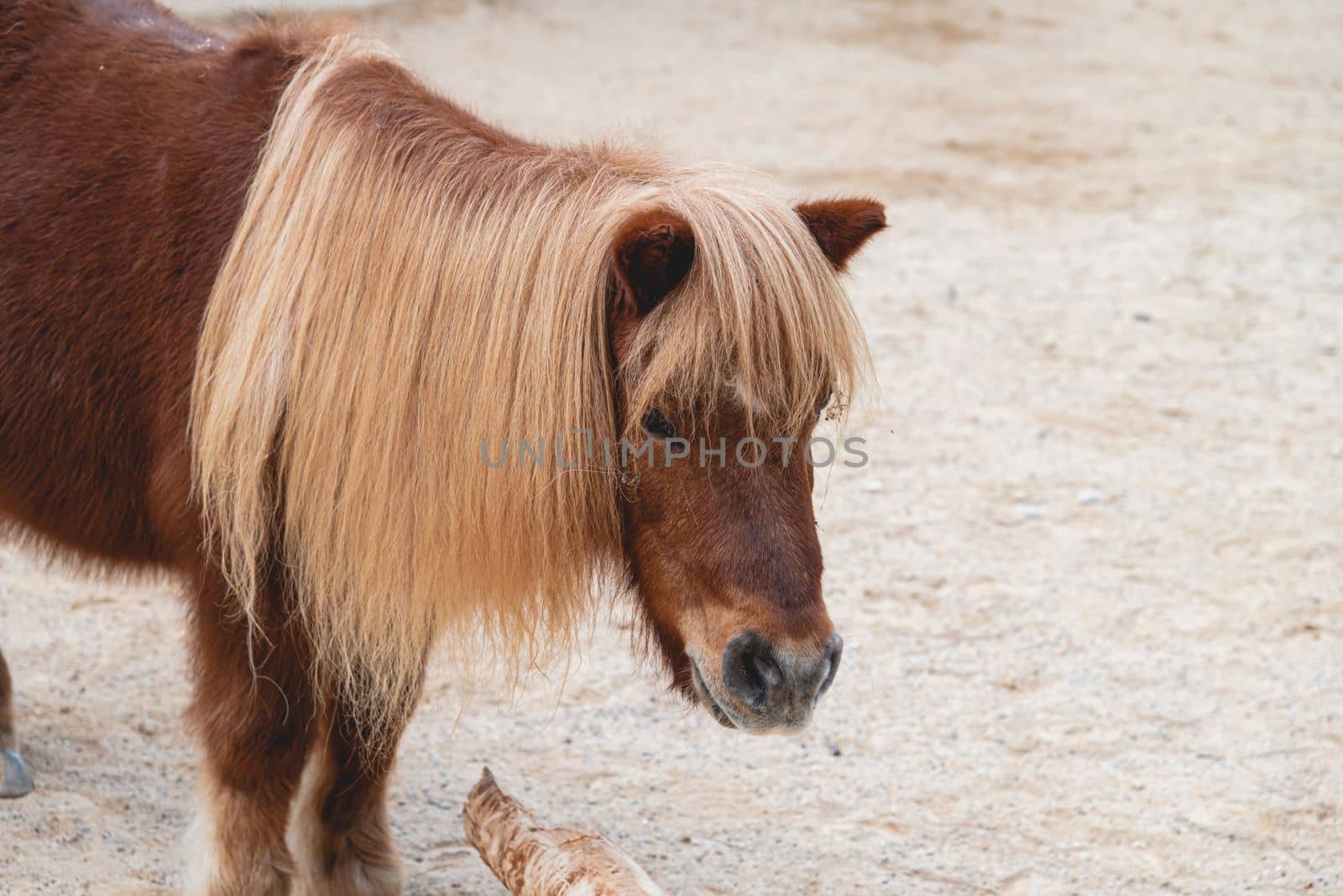 Portrait of gorgeous shetland pony with long yellow mane by Sonat