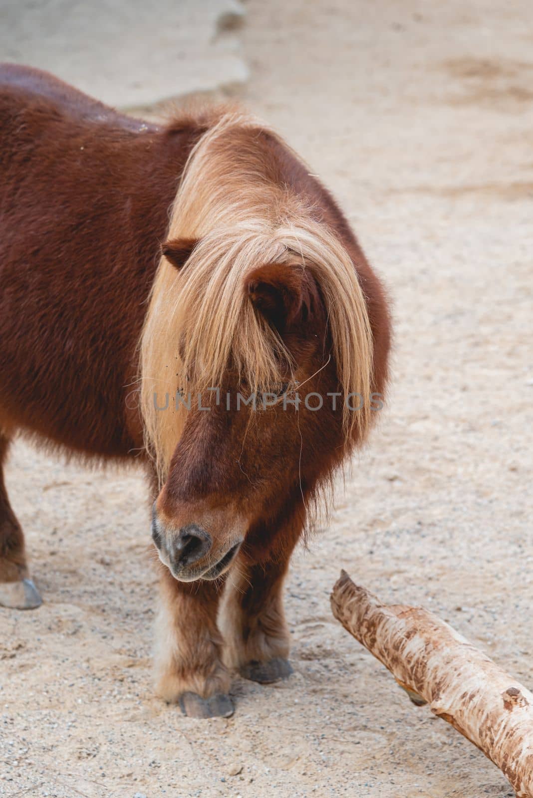 Portrait of gorgeous shetland pony with long yellow mane by Sonat