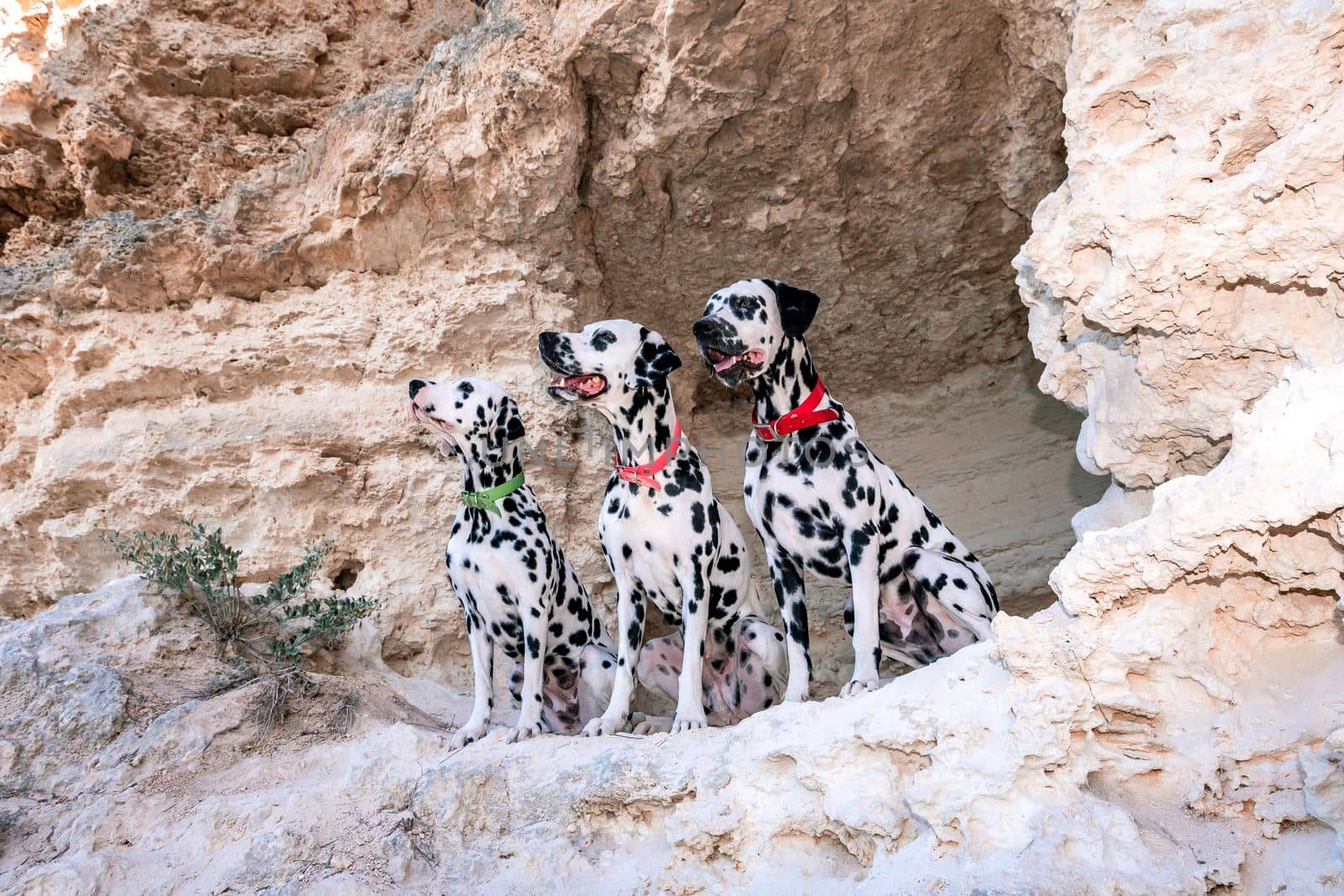 Portrait of three beautiful young Dalmatian dogs standing in a cave by Matiunina