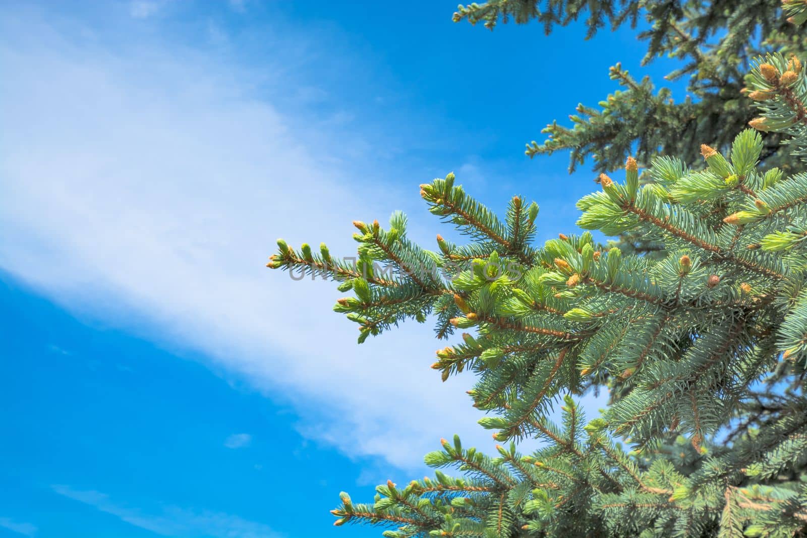 Blossoming pinetree branches on blue sky background.