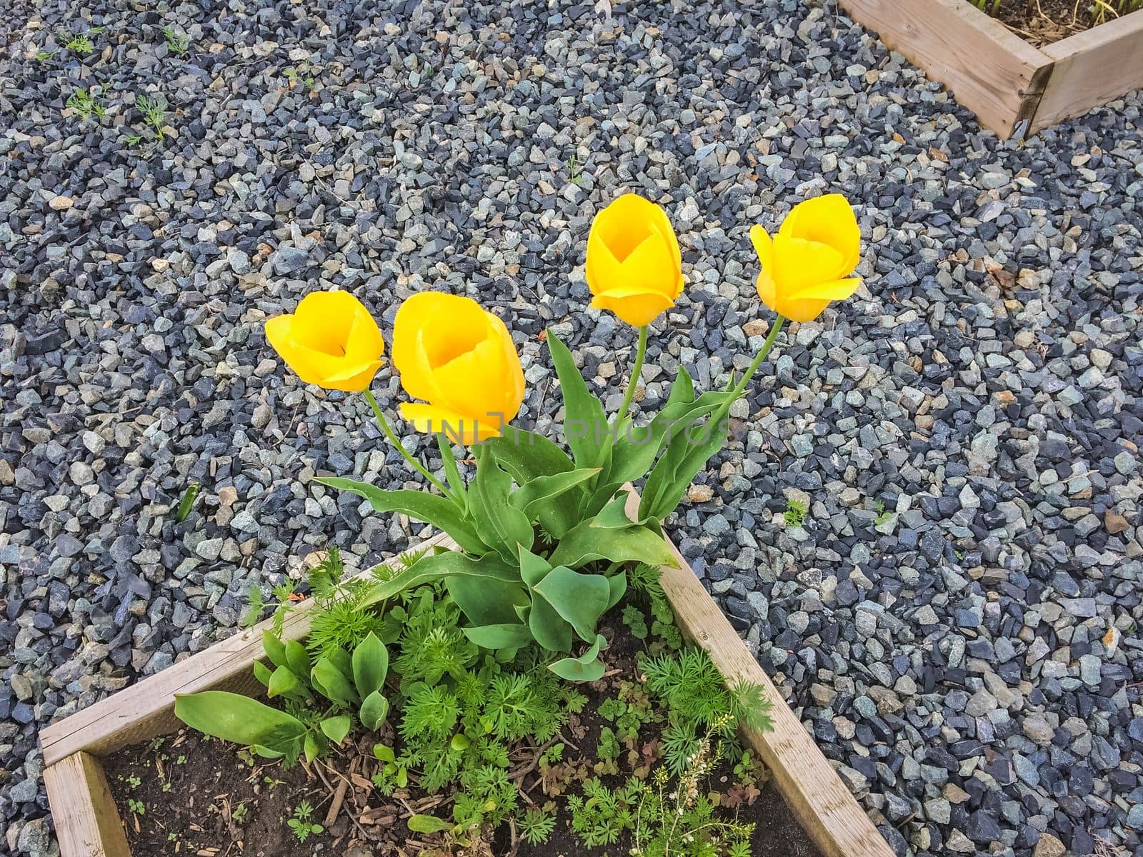 Blossoming yellow tulips growing in the corner of the flower bed.