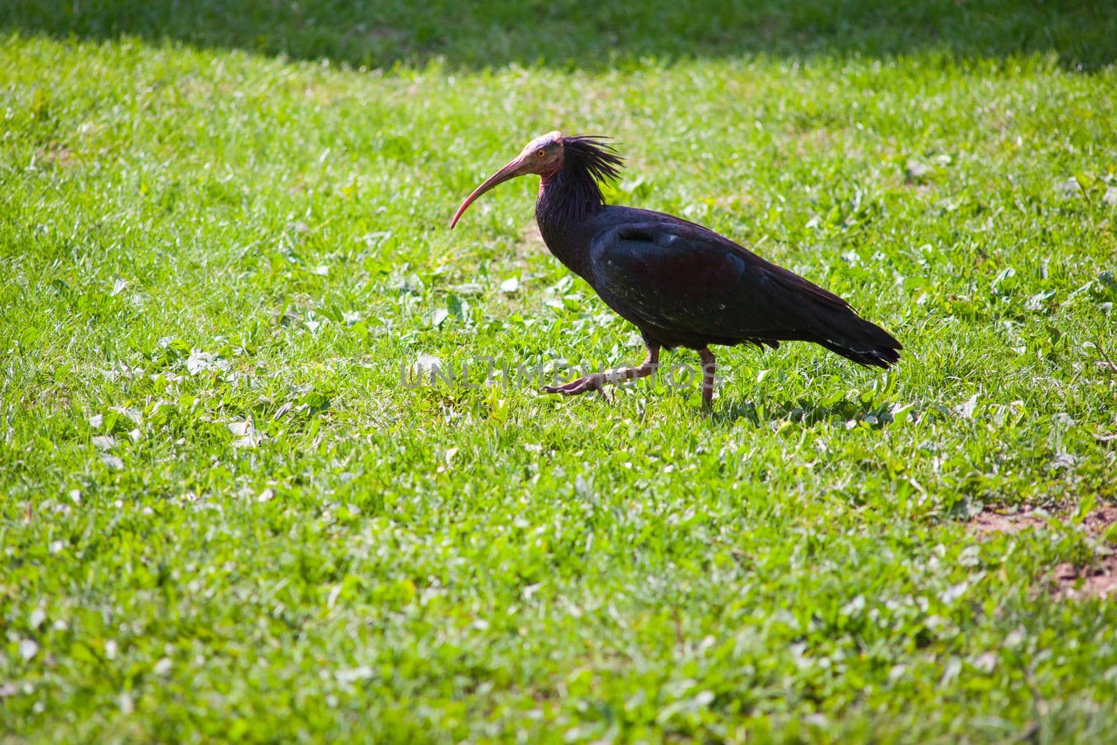 View of bird Geronticus eremita – Ibis eremita