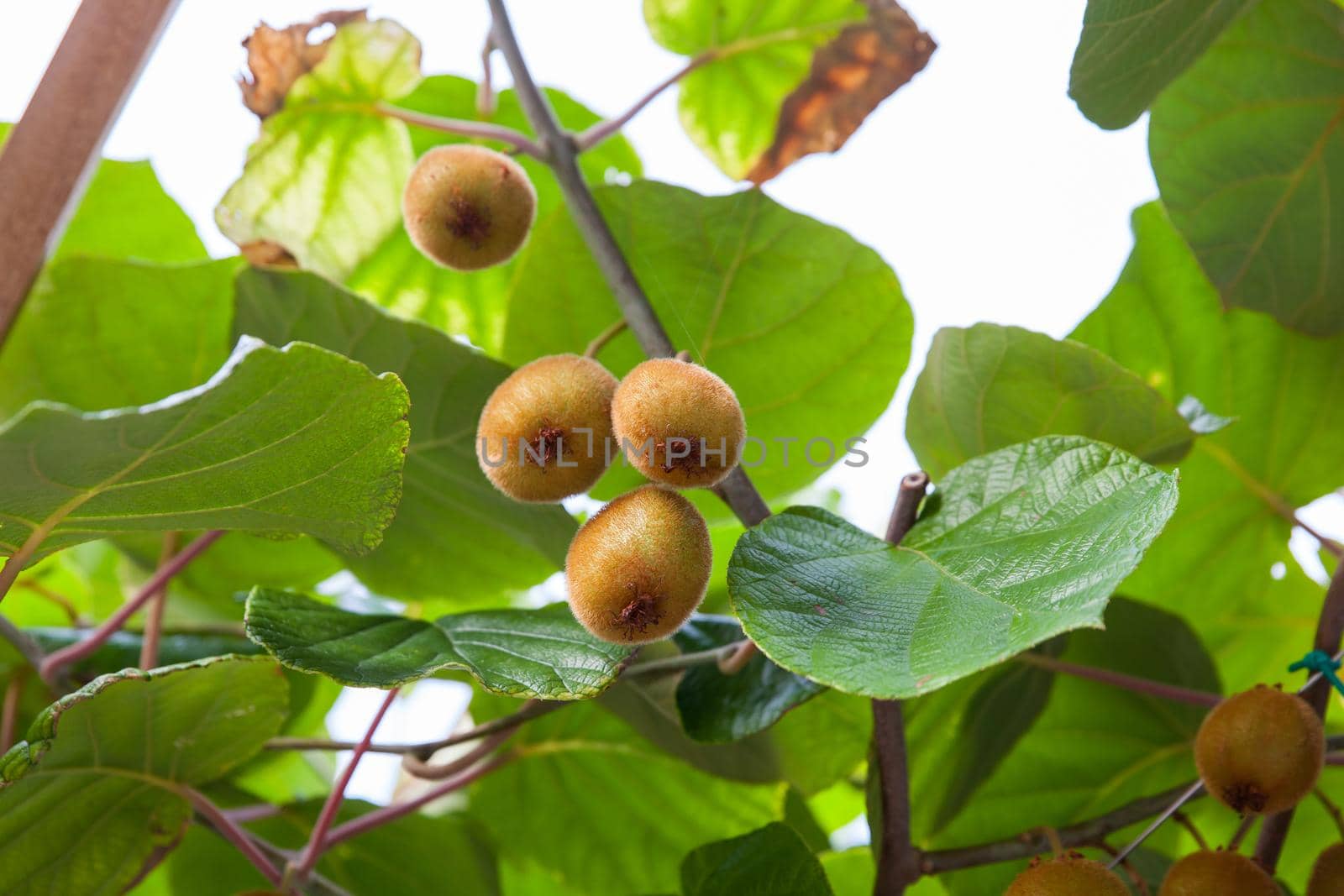 Cluster of ripe kiwi fruit on the branch