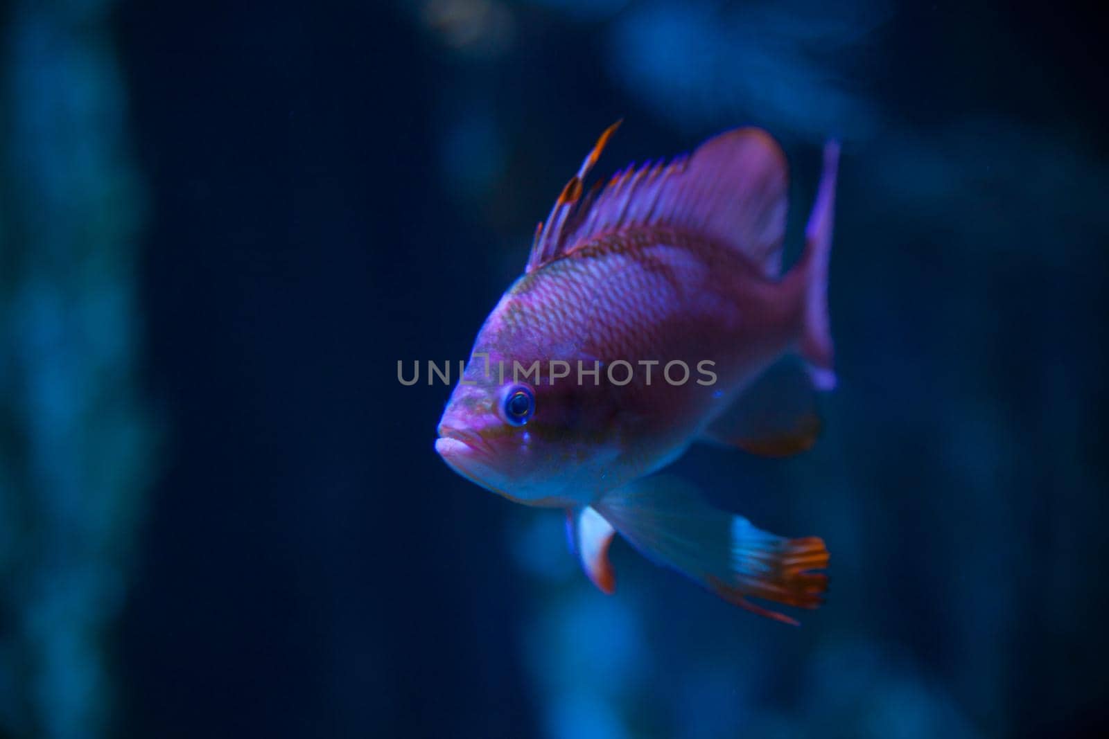 View of Swallowtail seaperch in the aquarium