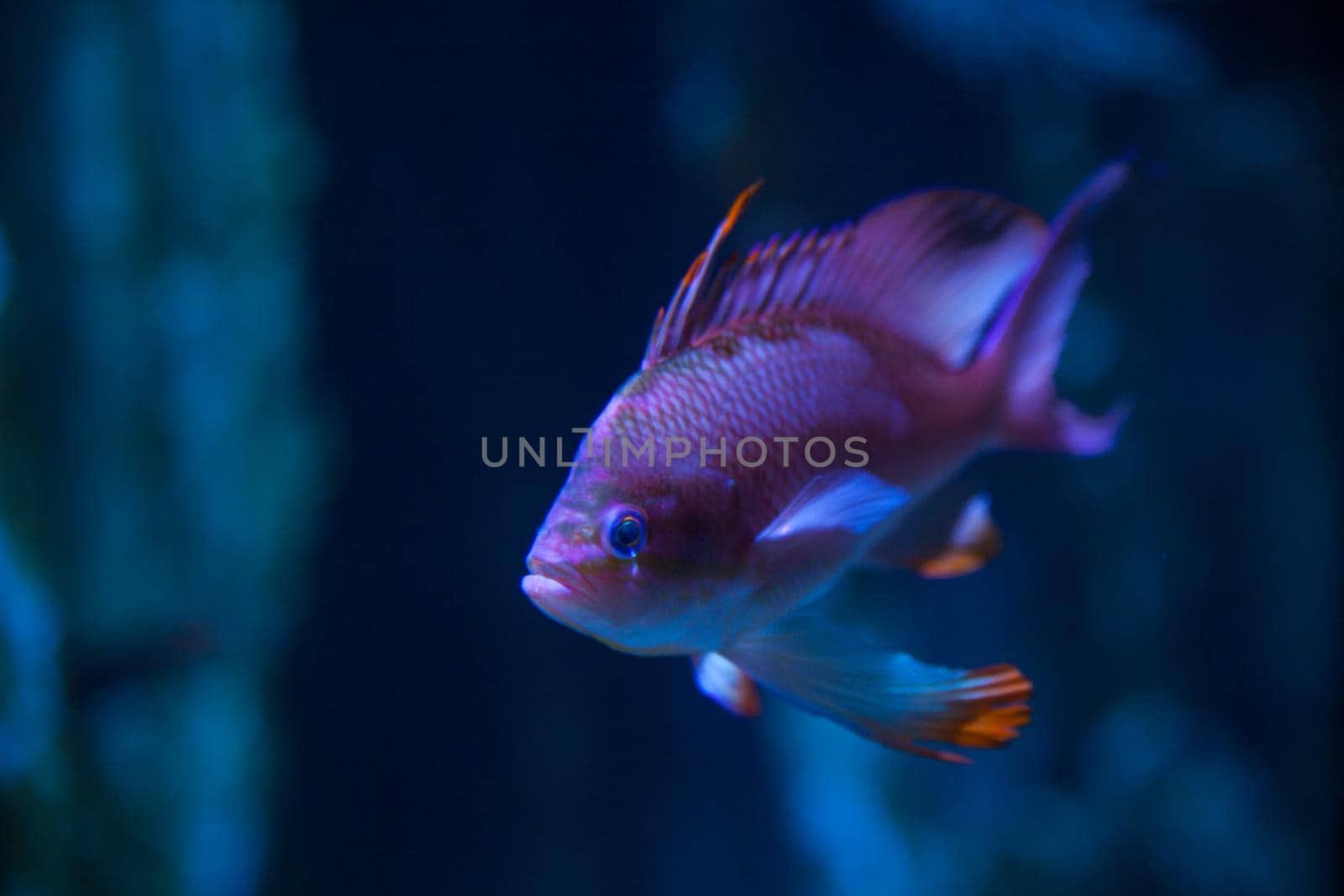 View of Swallowtail seaperch in the aquarium