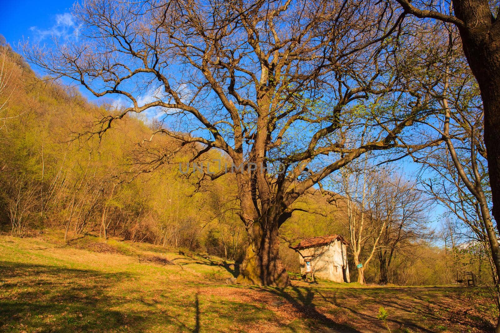 View of big oak in the field near Porlezza, Italy